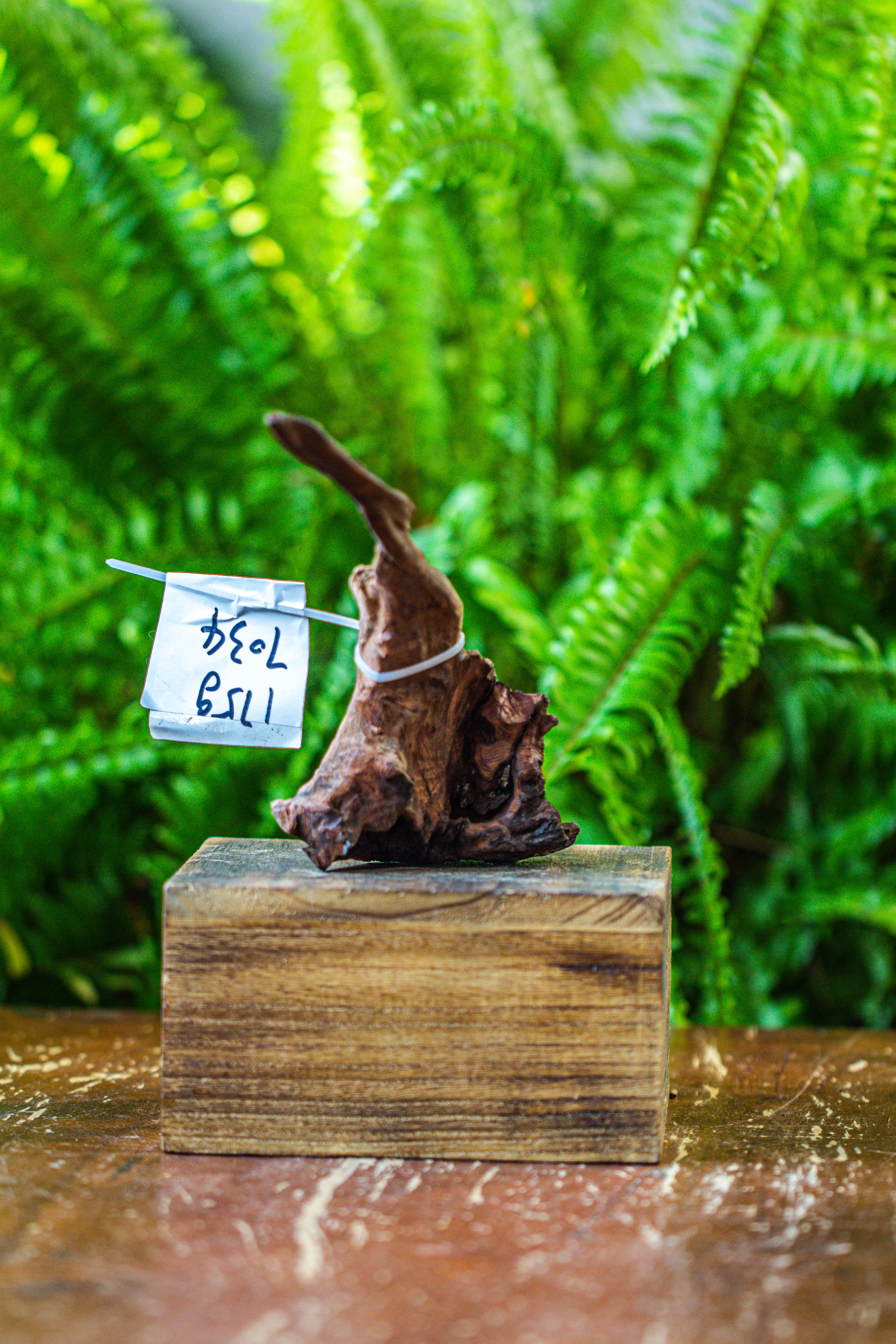 driftwood for moss terrarium, miniature, micro landscape, 7034 - NCYPgarden