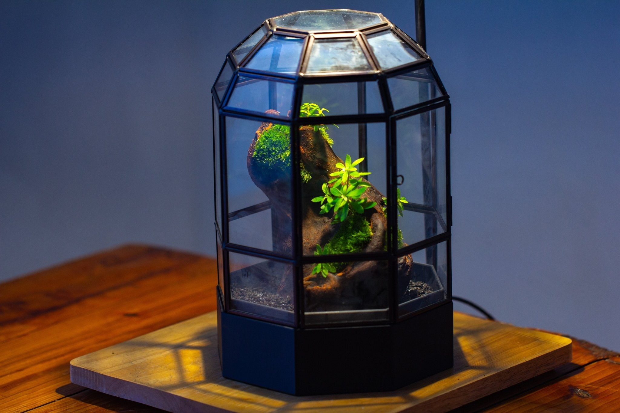 10" Tall Dome Glass Terrarium with Water-Holding Base and Door PD01V2 - NCYPgarden
