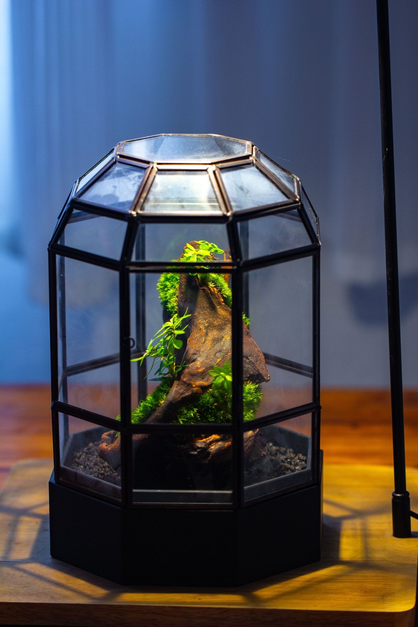 10" Tall Dome Glass Terrarium with Water-Holding Base and Door PD01V2 - NCYPgarden