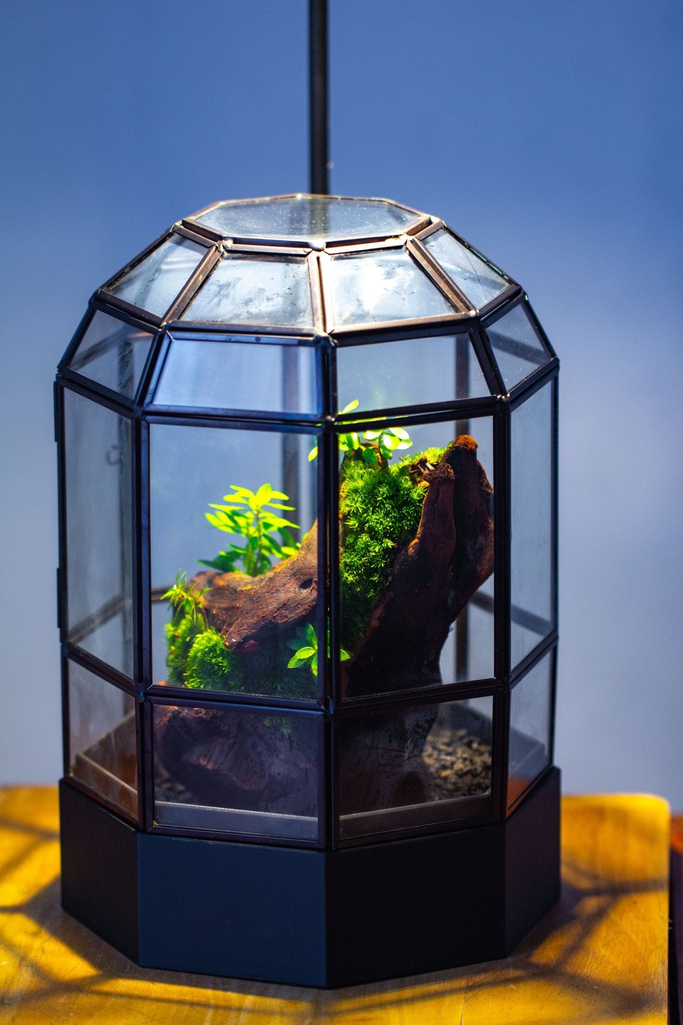 10" Tall Dome Glass Terrarium with Water-Holding Base and Door PD01V2 - NCYPgarden