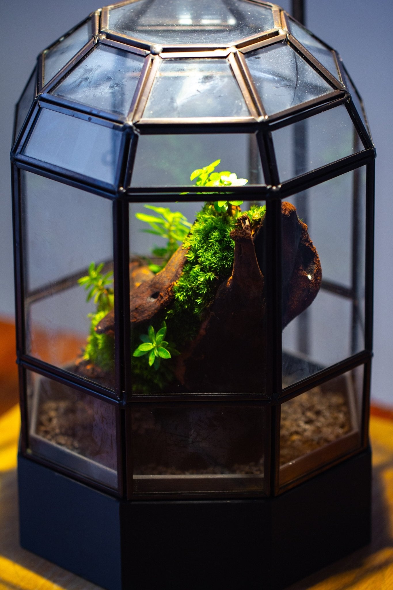 10" Tall Dome Glass Terrarium with Water-Holding Base and Door PD01V2 - NCYPgarden