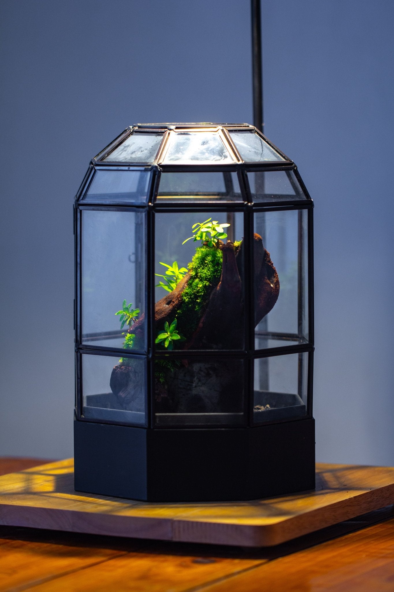 10" Tall Dome Glass Terrarium with Water-Holding Base and Door PD01V2 - NCYPgarden