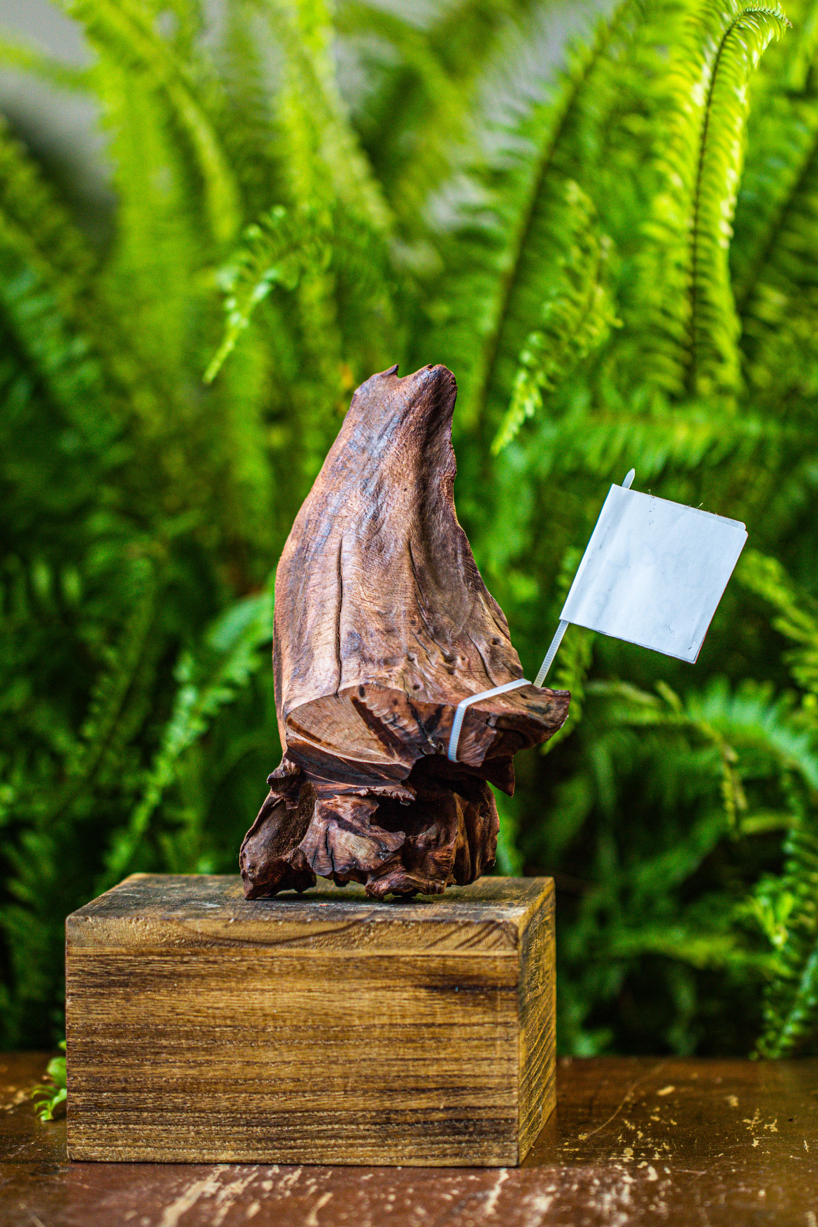 driftwood for moss terrarium, miniature, micro landscape, 7047 - NCYPgarden