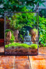 Close Geometric Glass Tin Terrarium , 8x10" and Buddha, rock, Micro Landscape Moss Terrarium Building DIY set No plants, Customizable - NCYPgarden