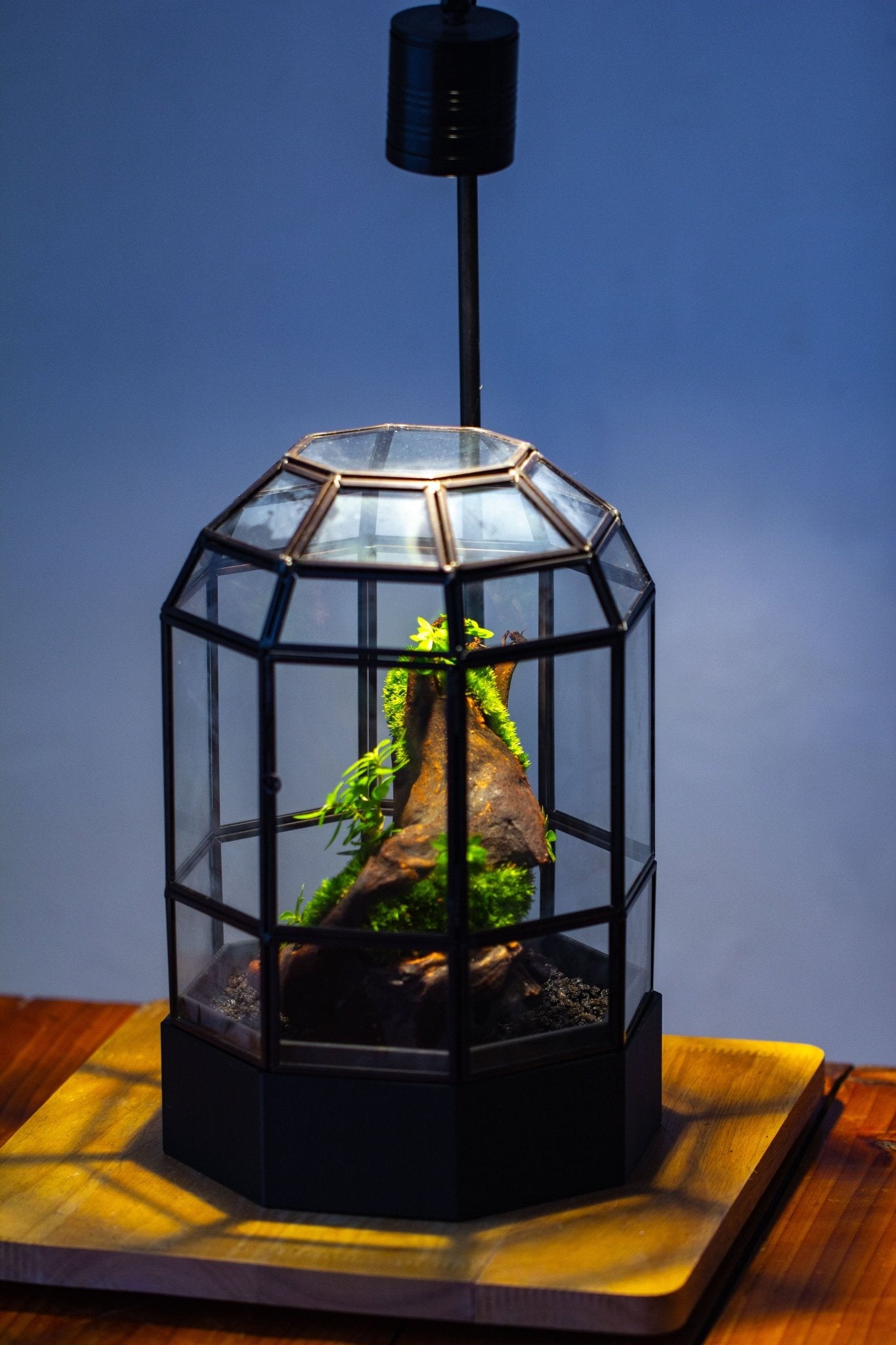 10" Tall Dome Glass Terrarium with Water-Holding Base and Door PD01V2 - NCYPgarden
