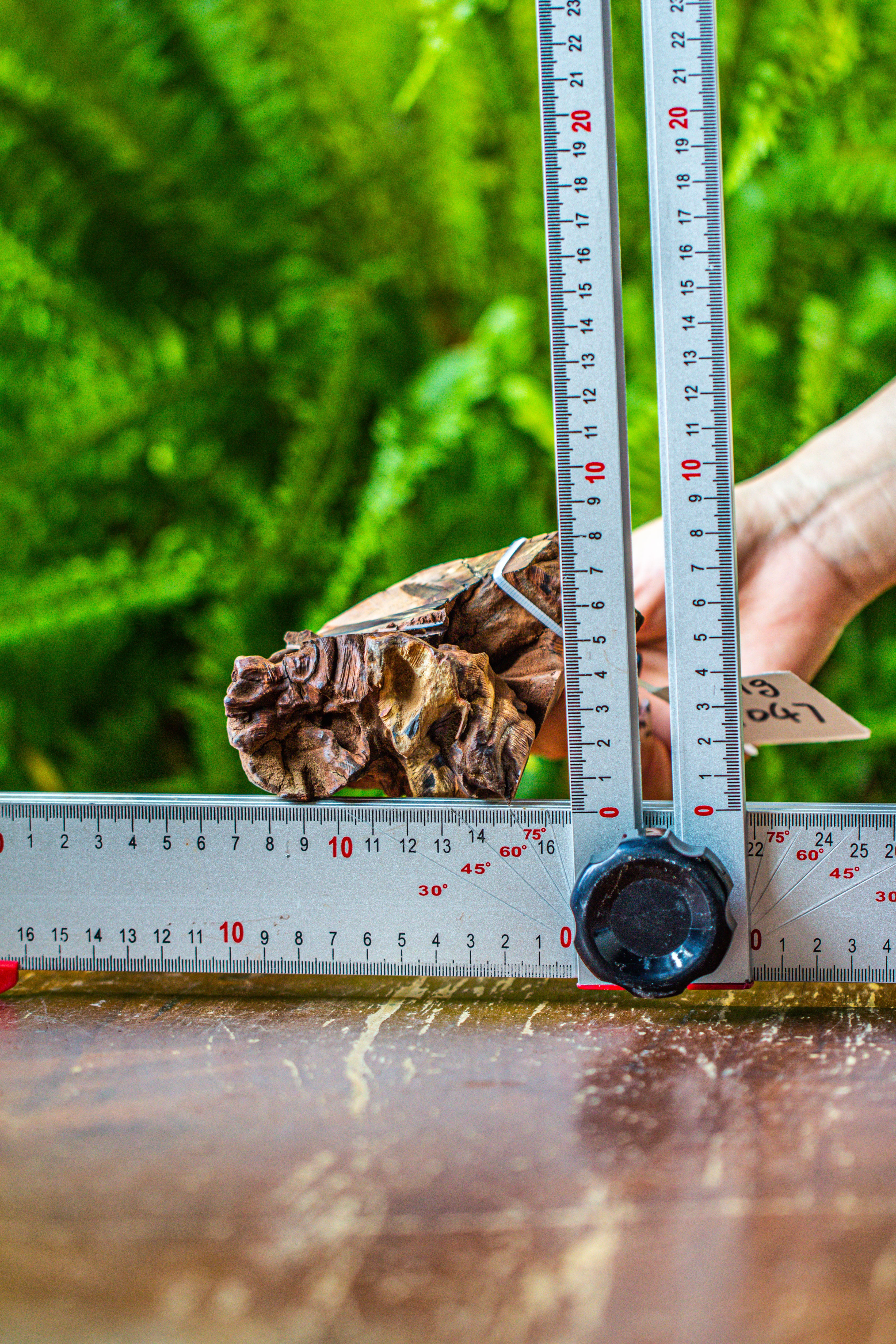 driftwood for moss terrarium, miniature, micro landscape, 7047 - NCYPgarden