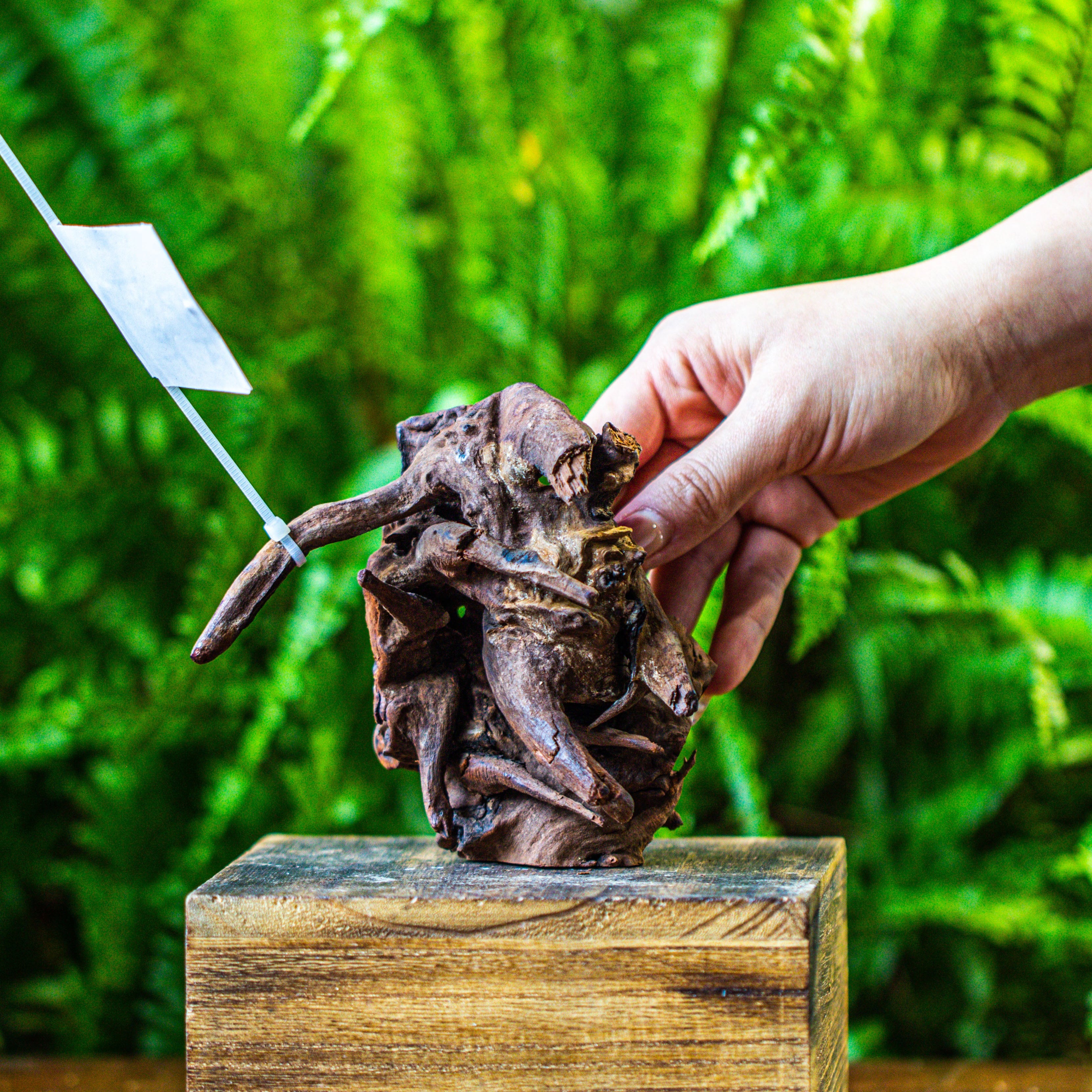 driftwood for moss terrarium, miniature, micro landscape, 7041 - NCYPgarden