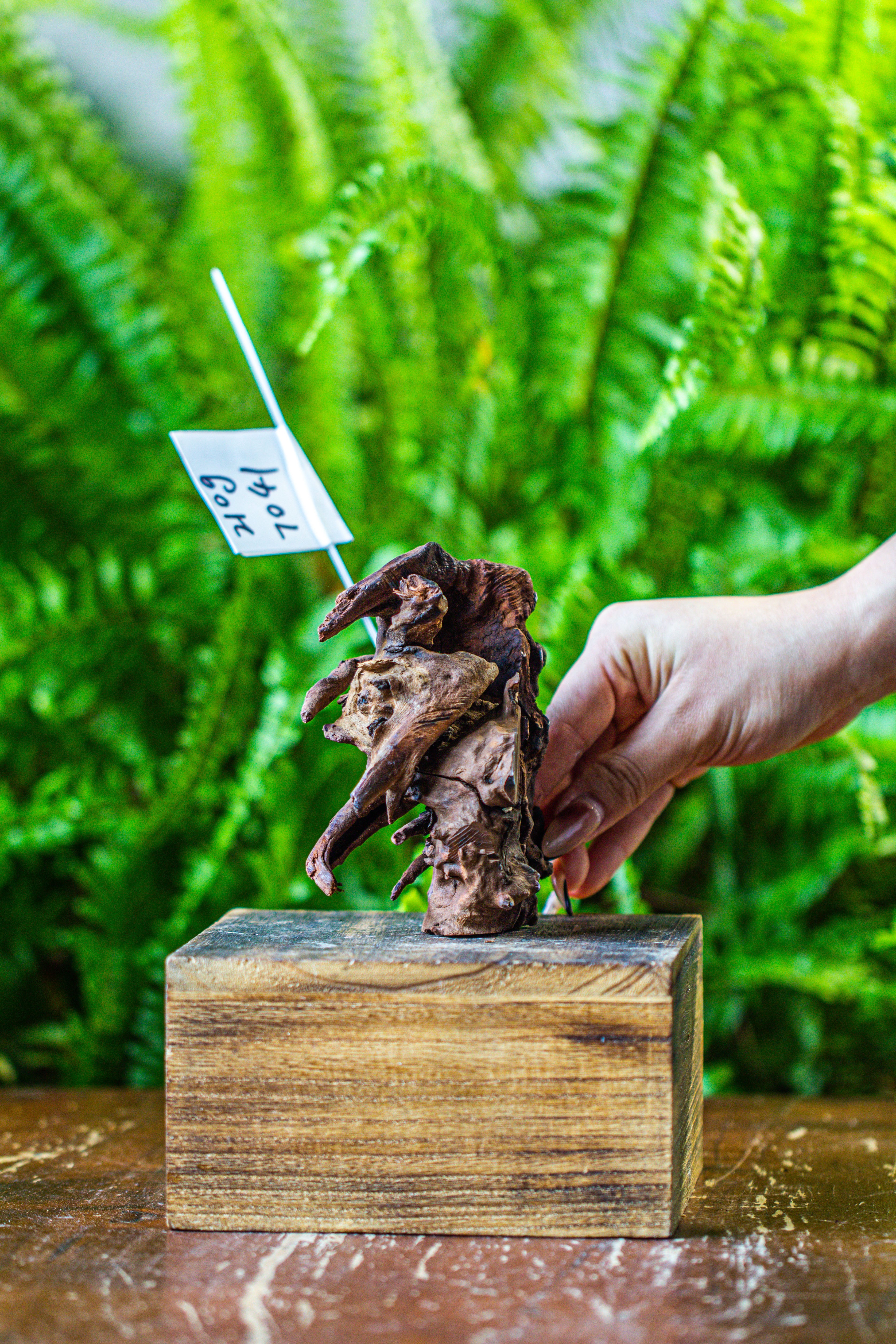 driftwood for moss terrarium, miniature, micro landscape, 7041 - NCYPgarden