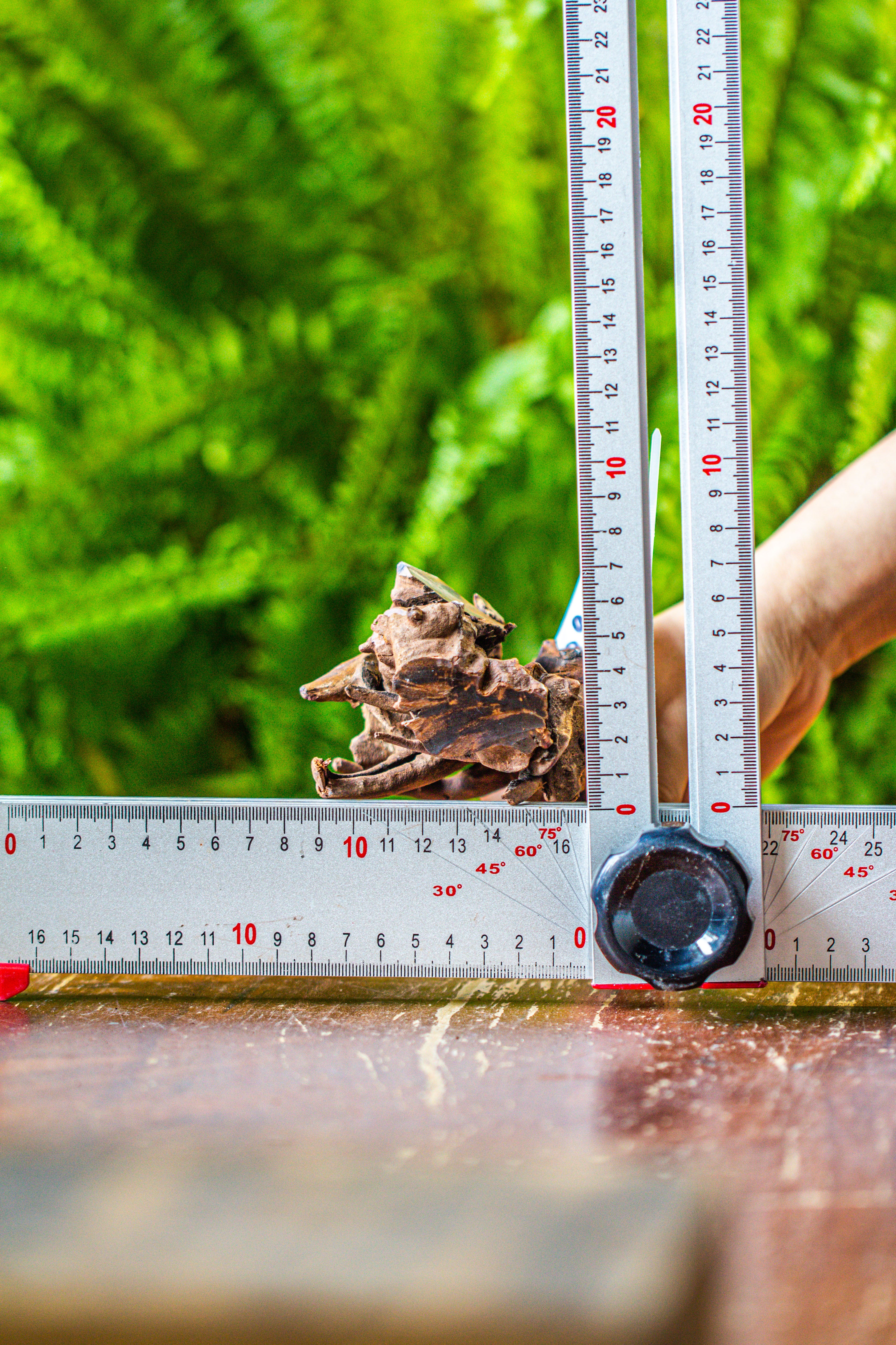 driftwood for moss terrarium, miniature, micro landscape, 7041 - NCYPgarden