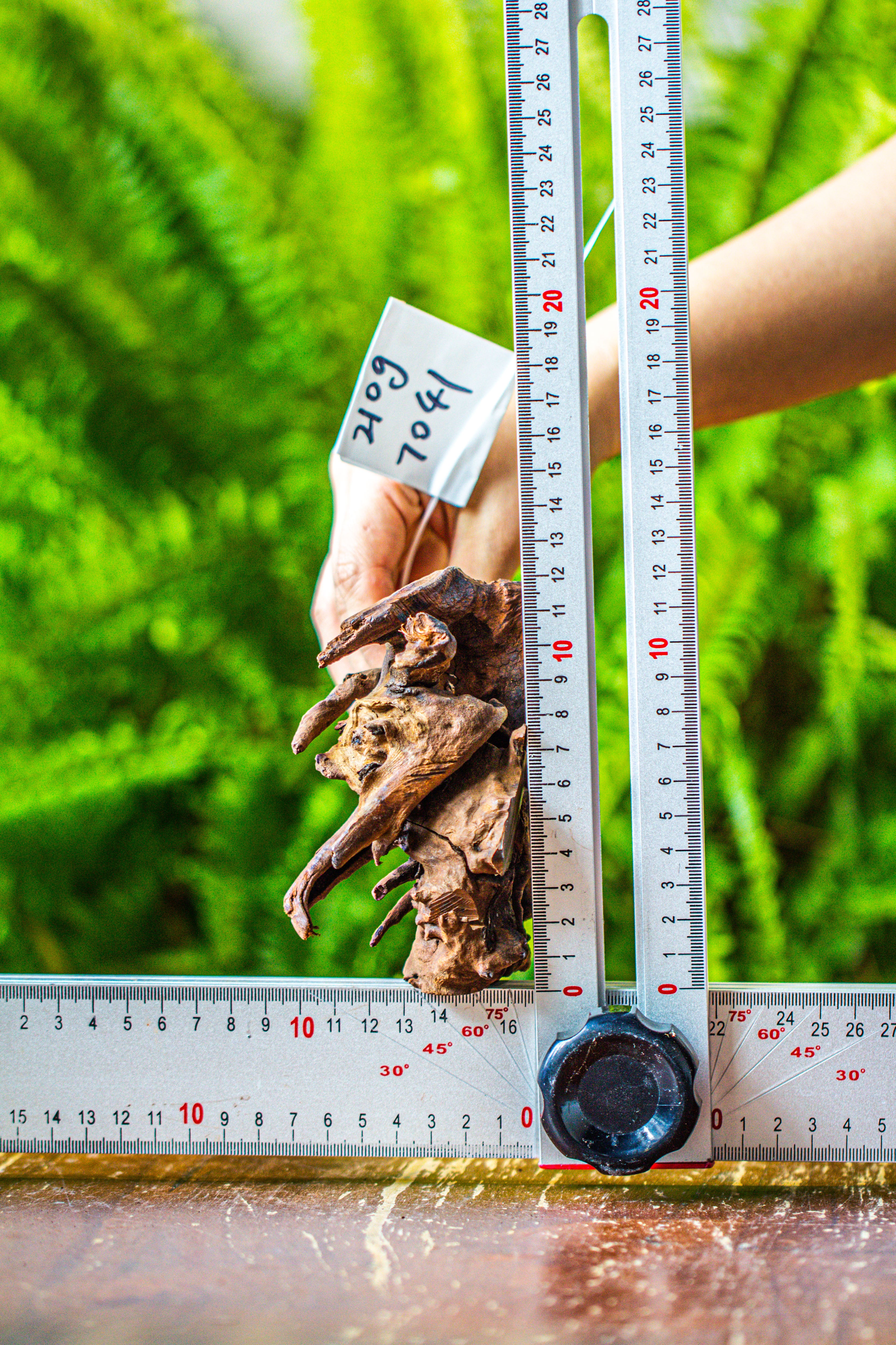 driftwood for moss terrarium, miniature, micro landscape, 7041 - NCYPgarden