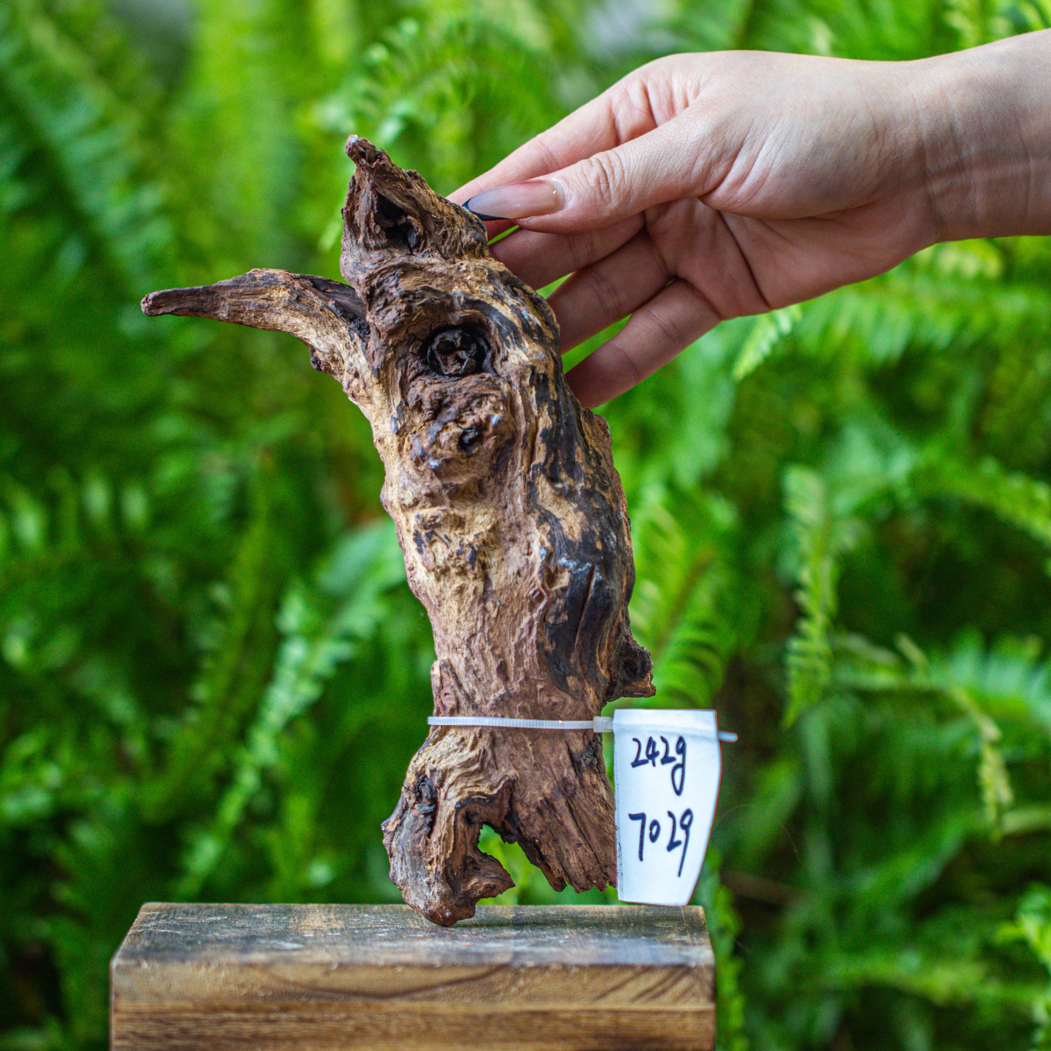 driftwood for moss terrarium, miniature, micro landscape, 7029 - NCYPgarden