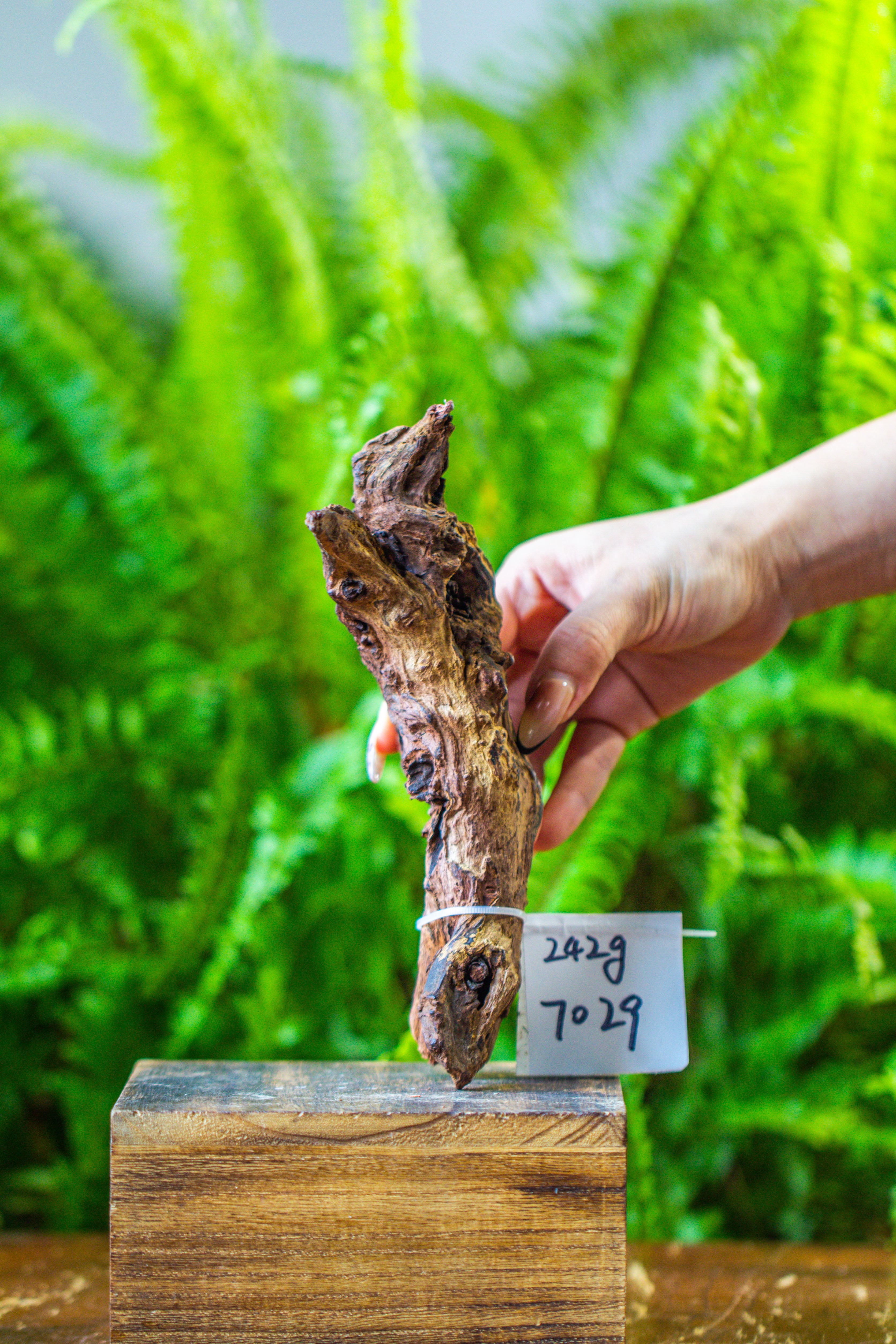 driftwood for moss terrarium, miniature, micro landscape, 7029 - NCYPgarden