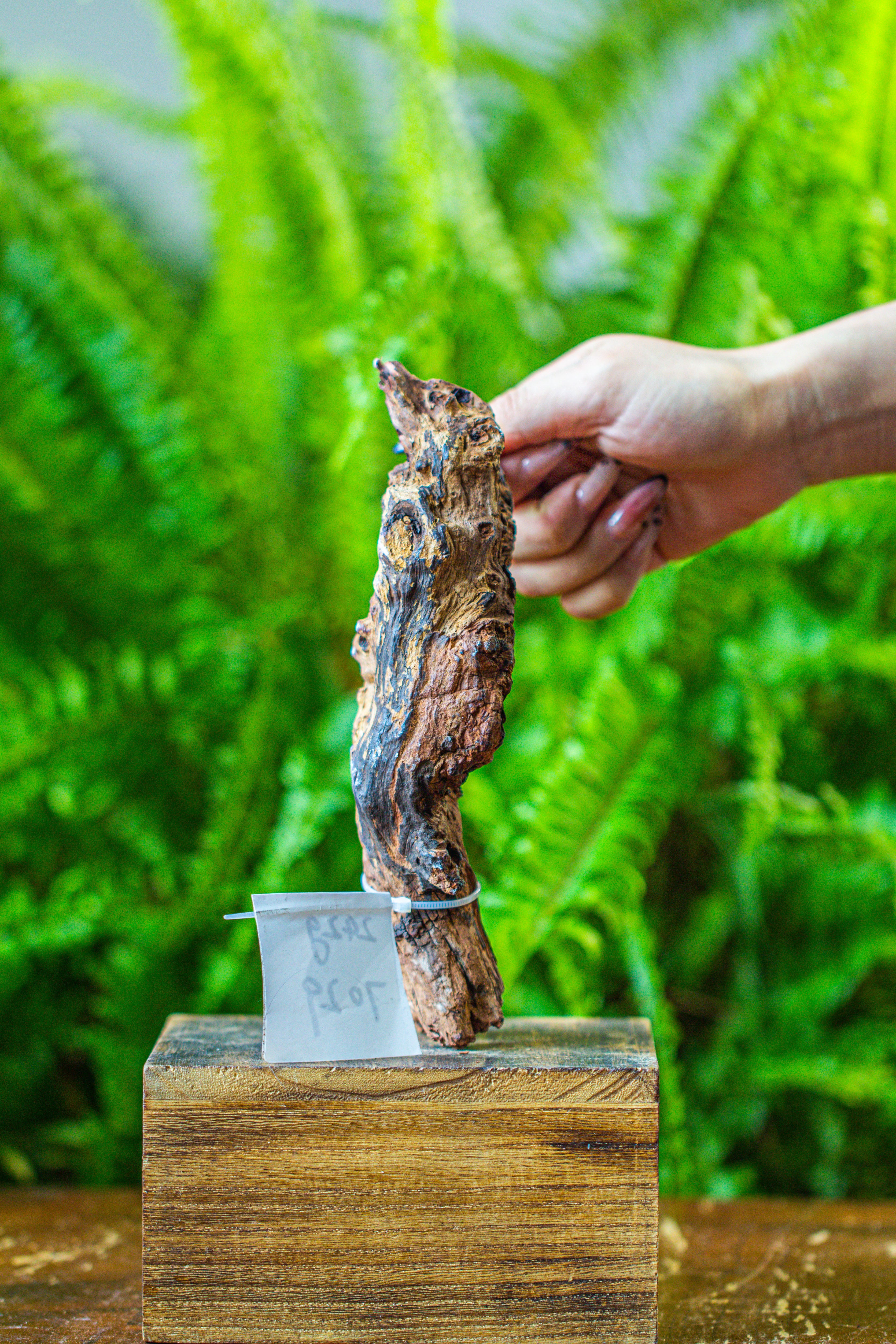 driftwood for moss terrarium, miniature, micro landscape, 7029 - NCYPgarden