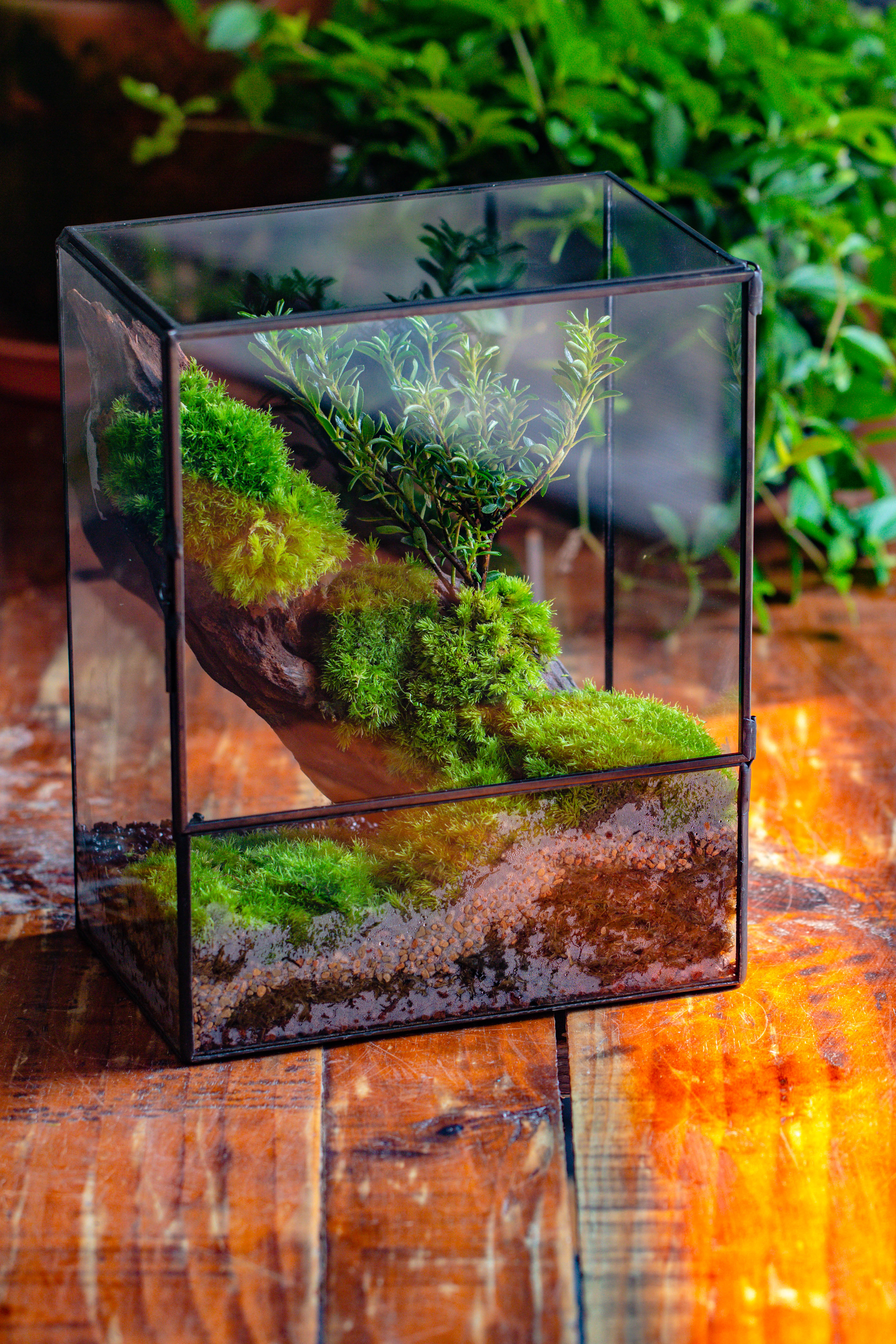Close Geometric Glass Tin Terrarium , 8x10" and natural Driftwood Micro Landscape Moss Terrarium Building DIY set No plants, Customizable - NCYPgarden