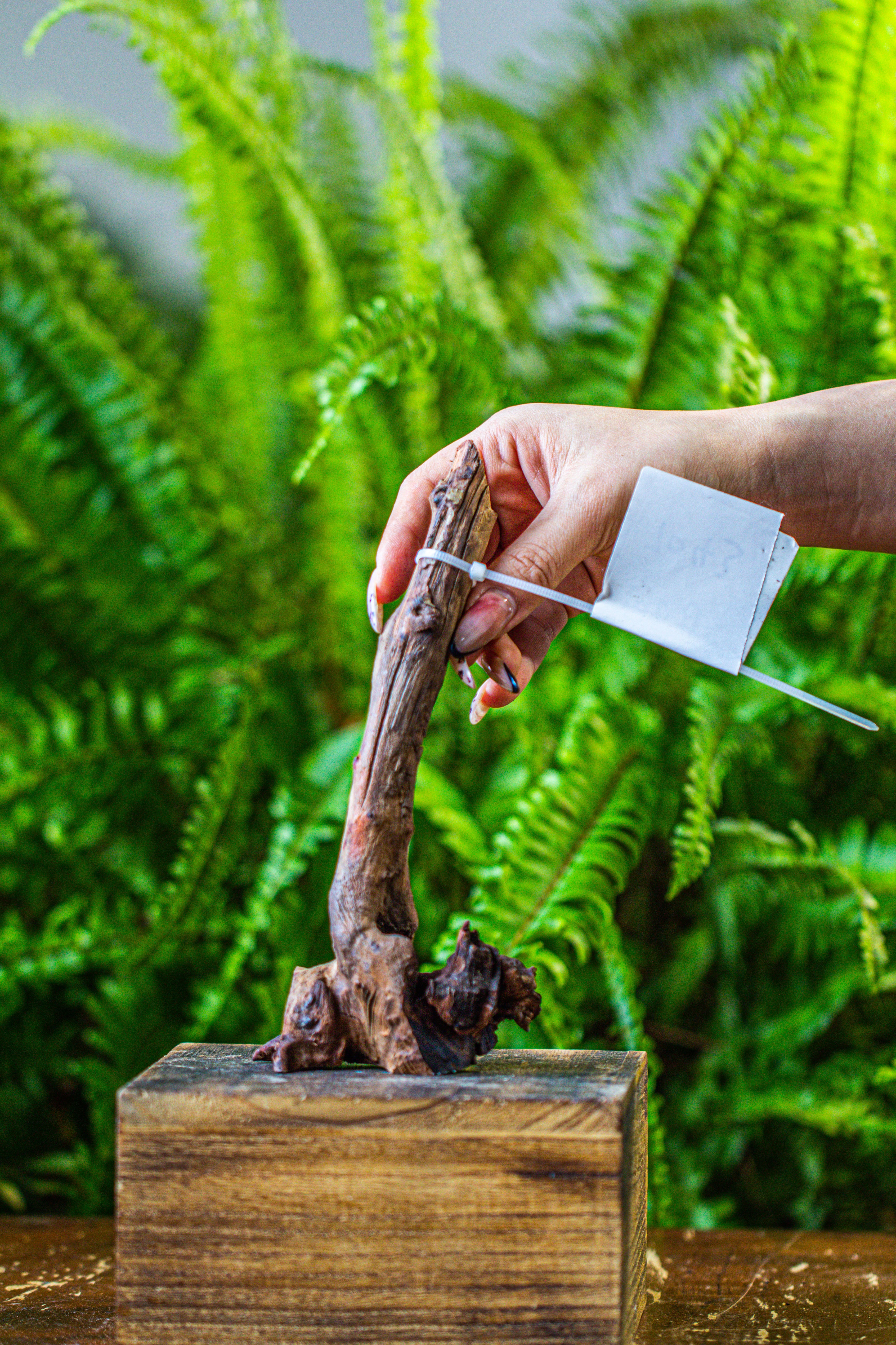 driftwood for moss terrarium, miniature, micro landscape, 7043 - NCYPgarden