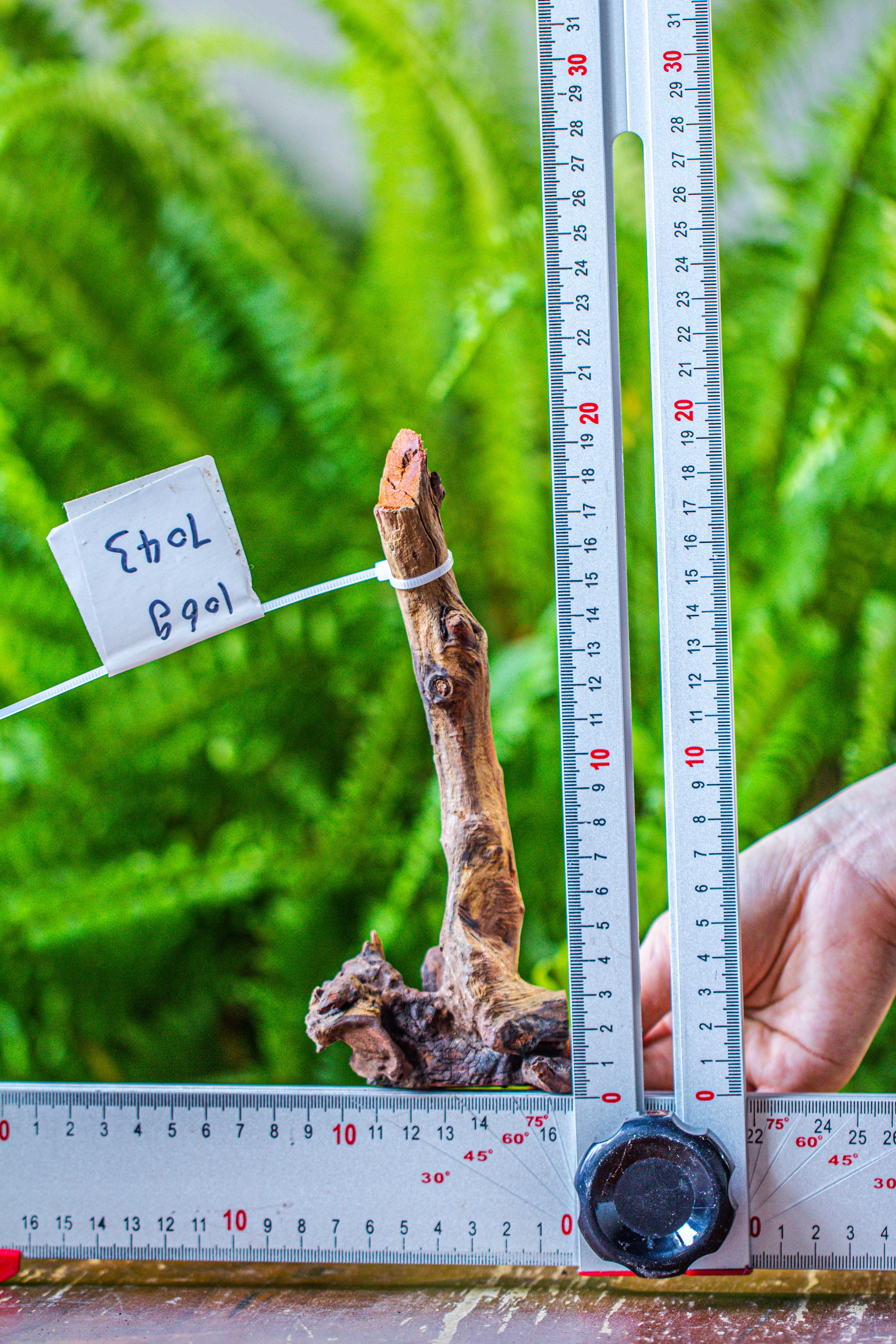 driftwood for moss terrarium, miniature, micro landscape, 7043 - NCYPgarden