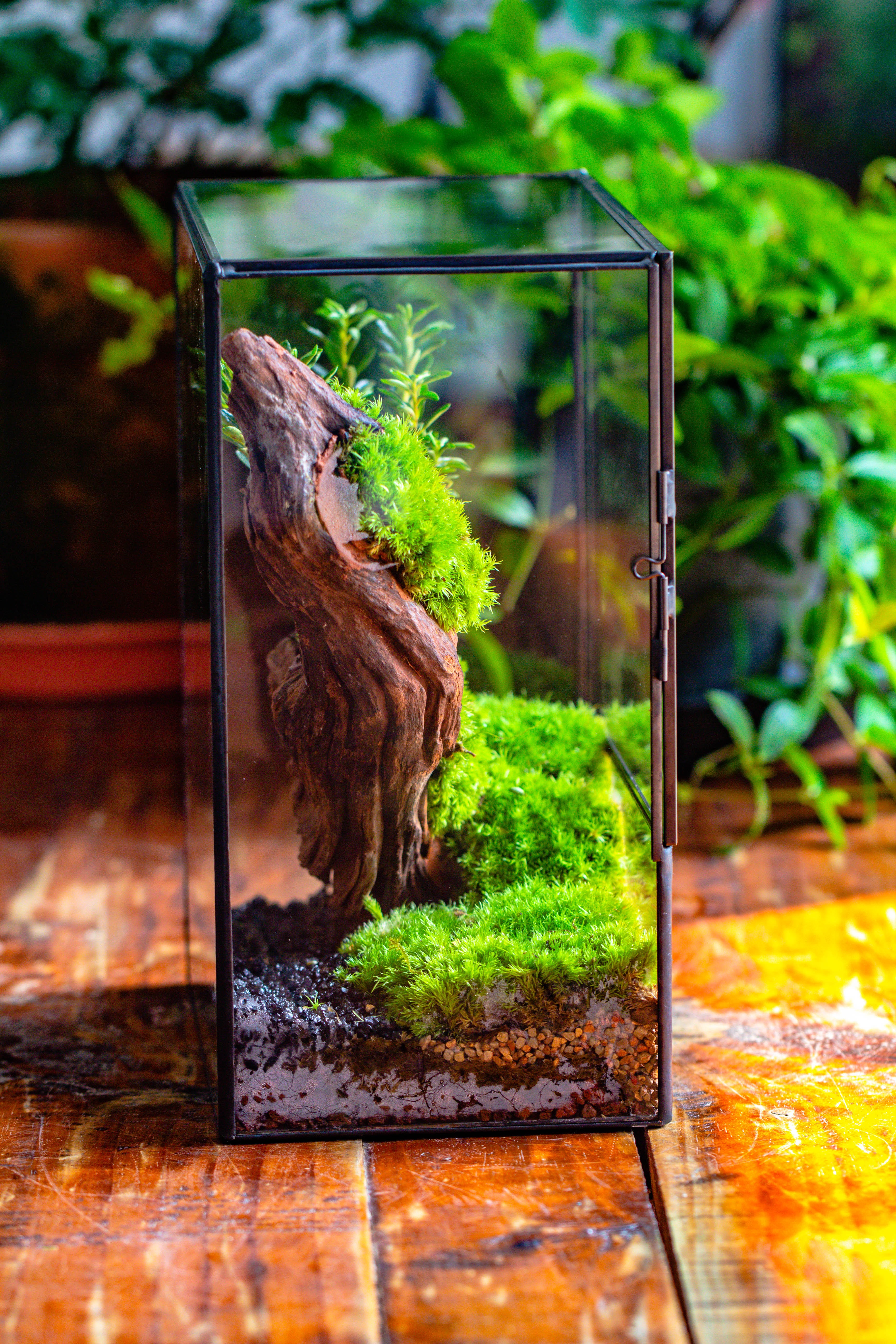 Close Geometric Glass Tin Terrarium , 8x10" and natural Driftwood Micro Landscape Moss Terrarium Building DIY set No plants, Customizable - NCYPgarden