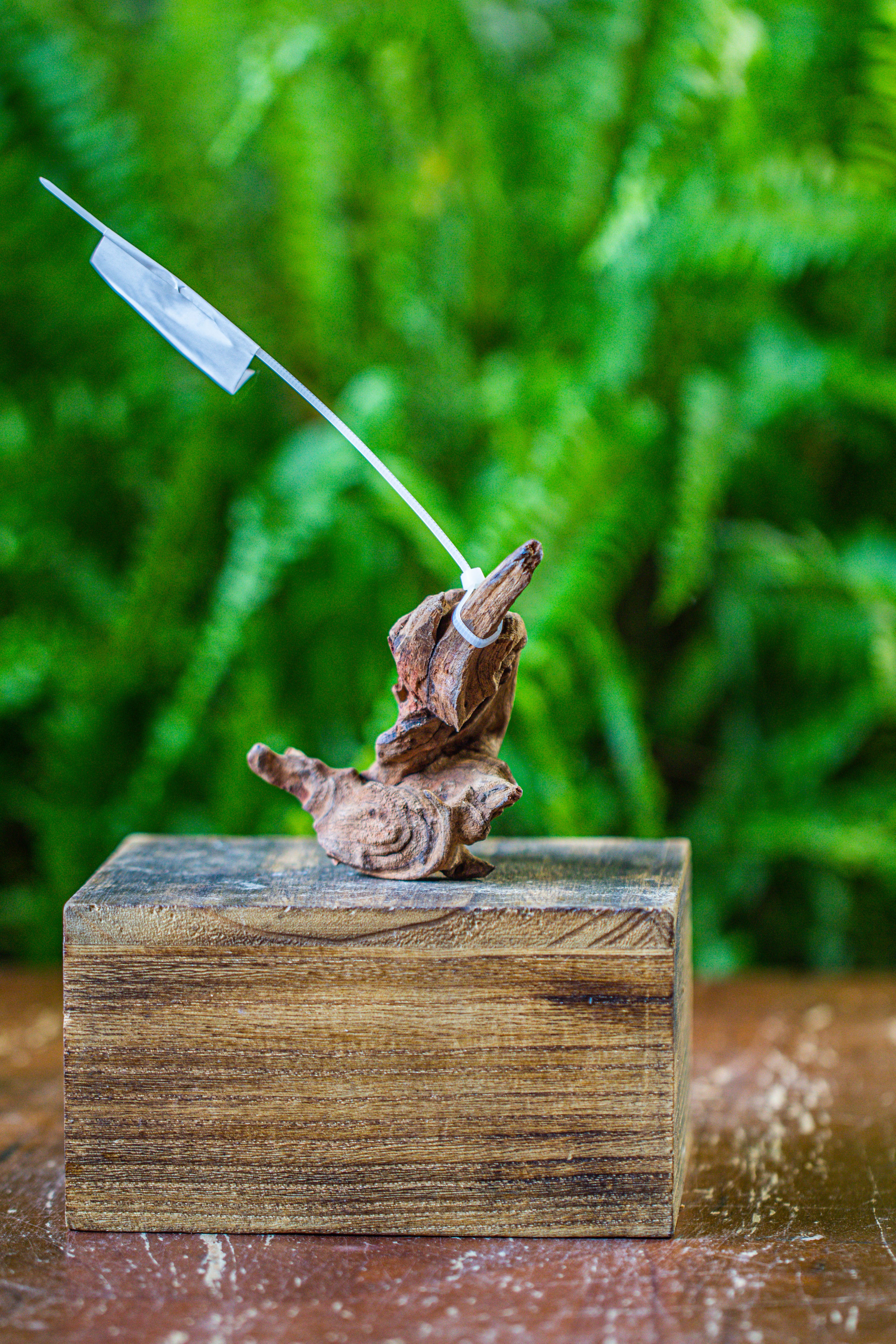 driftwood for moss terrarium, miniature, micro landscape, 7054 - NCYPgarden