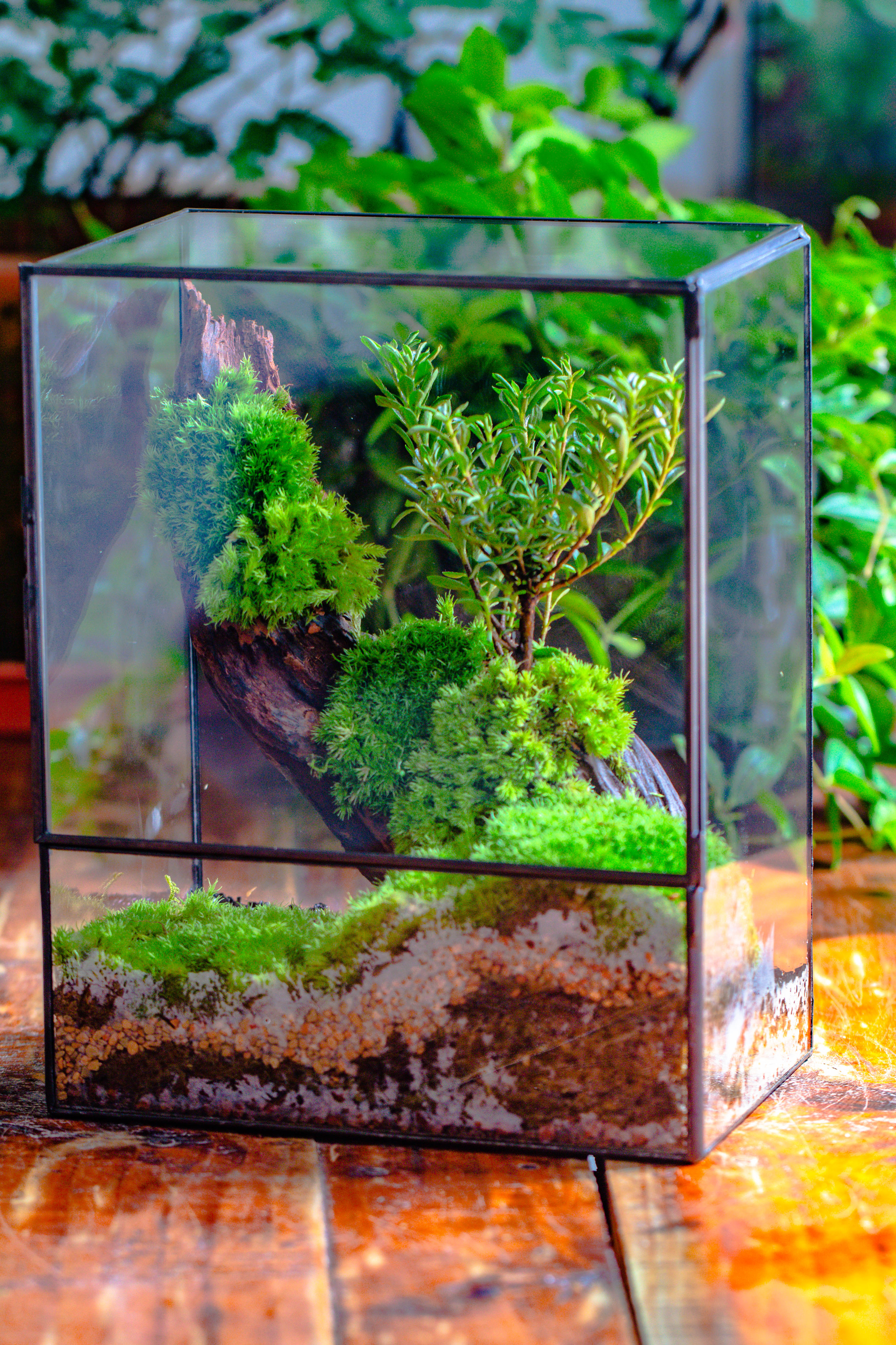Close Geometric Glass Tin Terrarium , 8x10" and natural Driftwood Micro Landscape Moss Terrarium Building DIY set No plants, Customizable - NCYPgarden