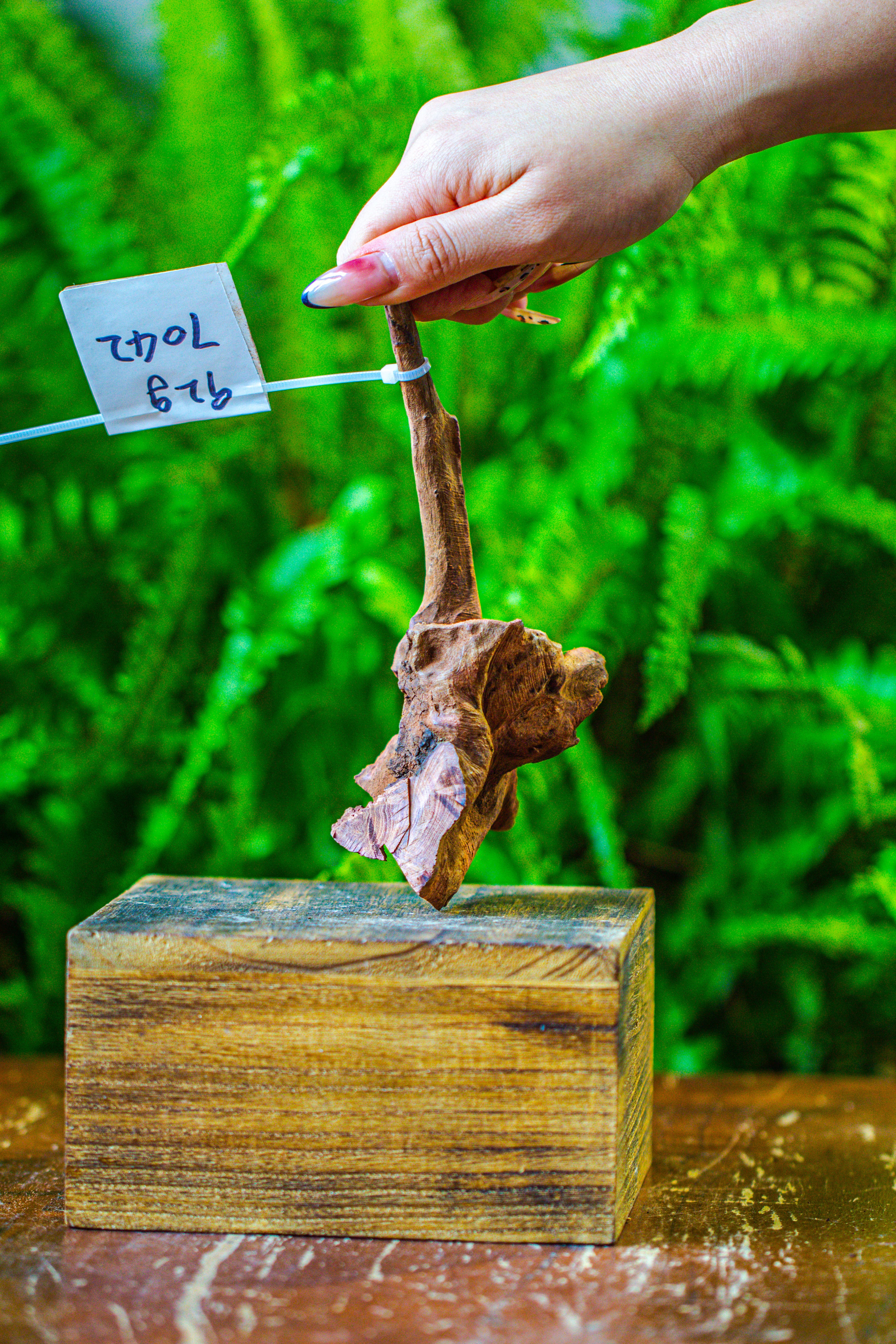 driftwood for moss terrarium, miniature, micro landscape, 7042 - NCYPgarden