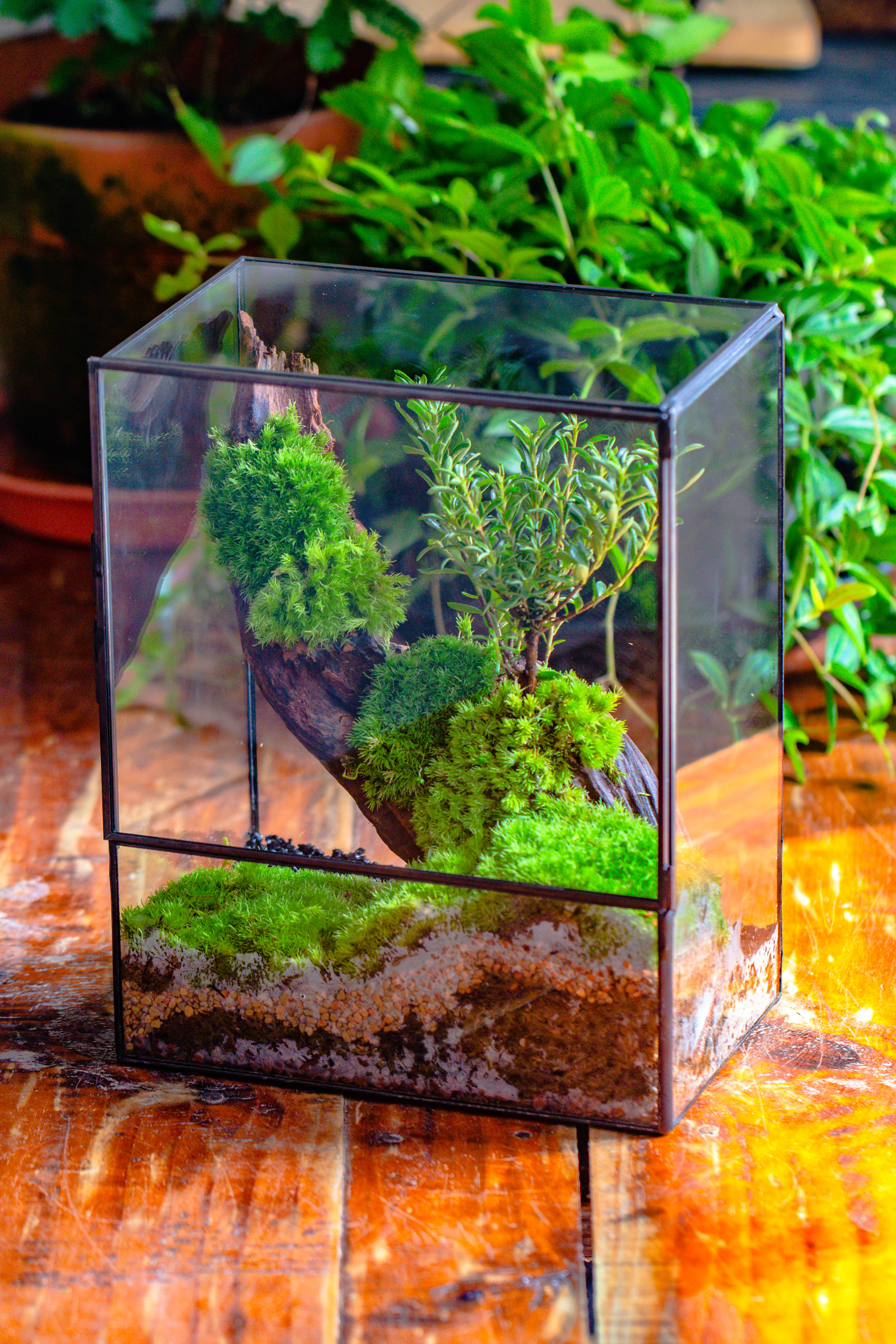 Close Geometric Glass Tin Terrarium , 8x10" and natural Driftwood Micro Landscape Moss Terrarium Building DIY set No plants, Customizable - NCYPgarden