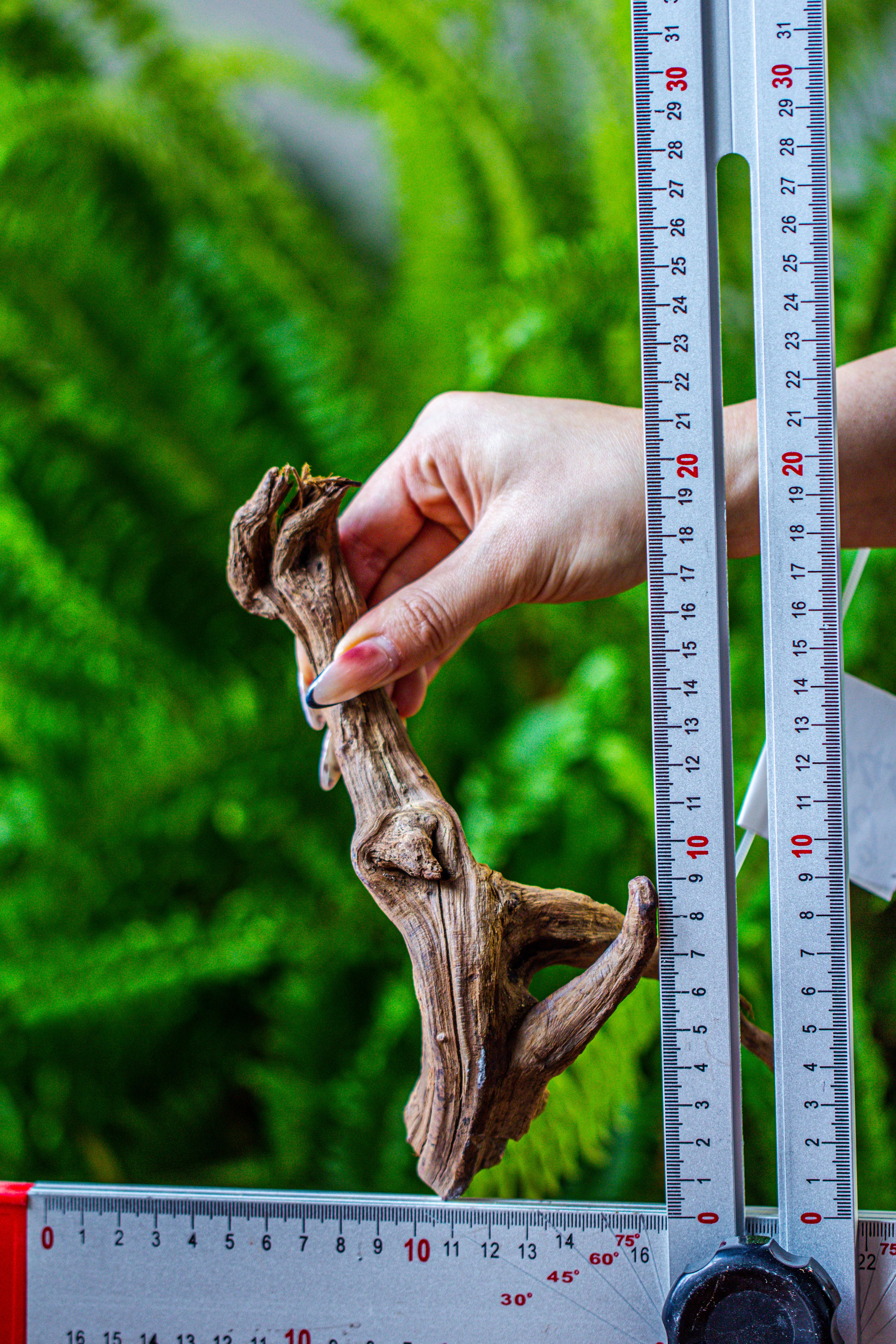 driftwood for moss terrarium, miniature, micro landscape, 7049 - NCYPgarden