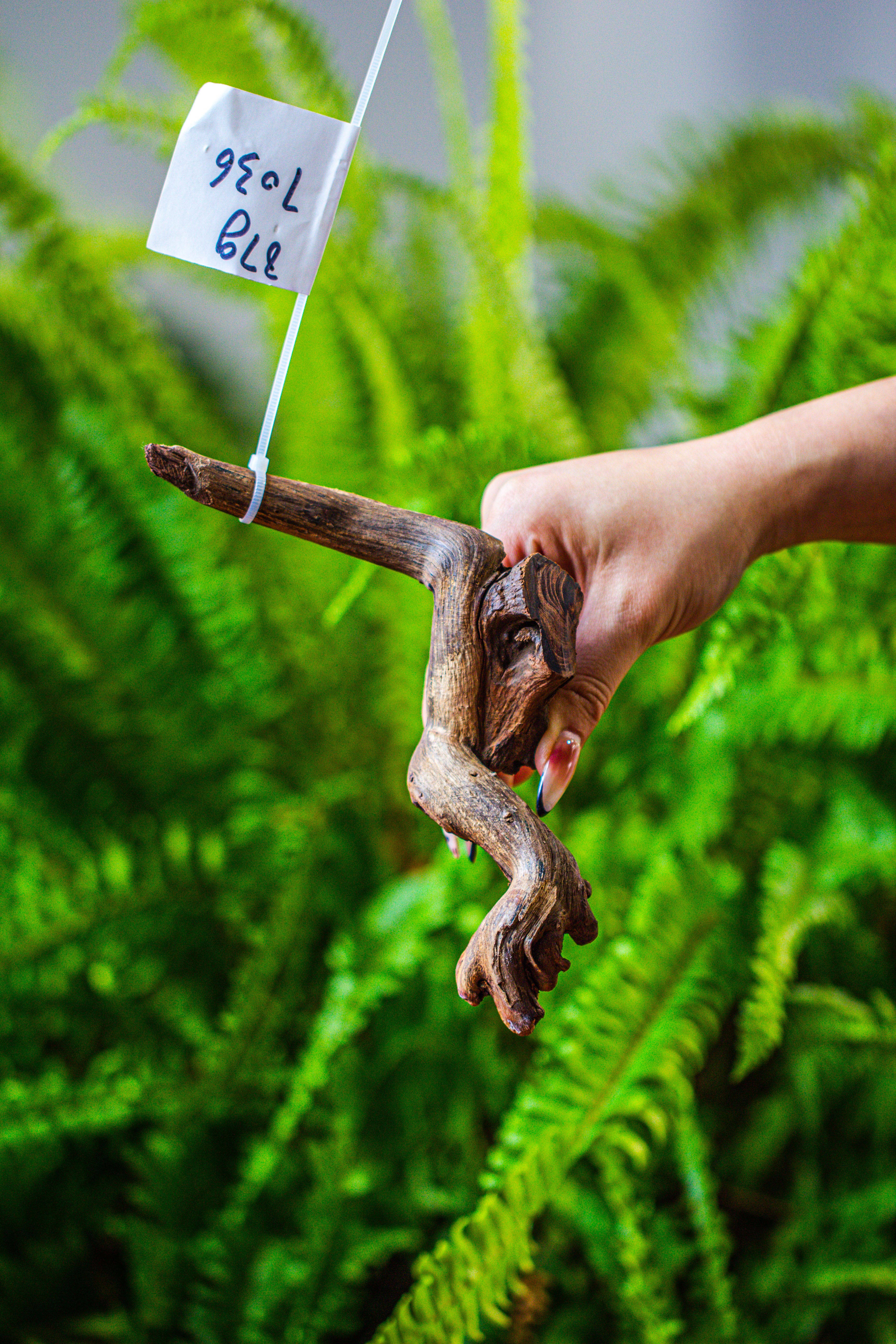 driftwood for moss terrarium, miniature, micro landscape, 7036 - NCYPgarden