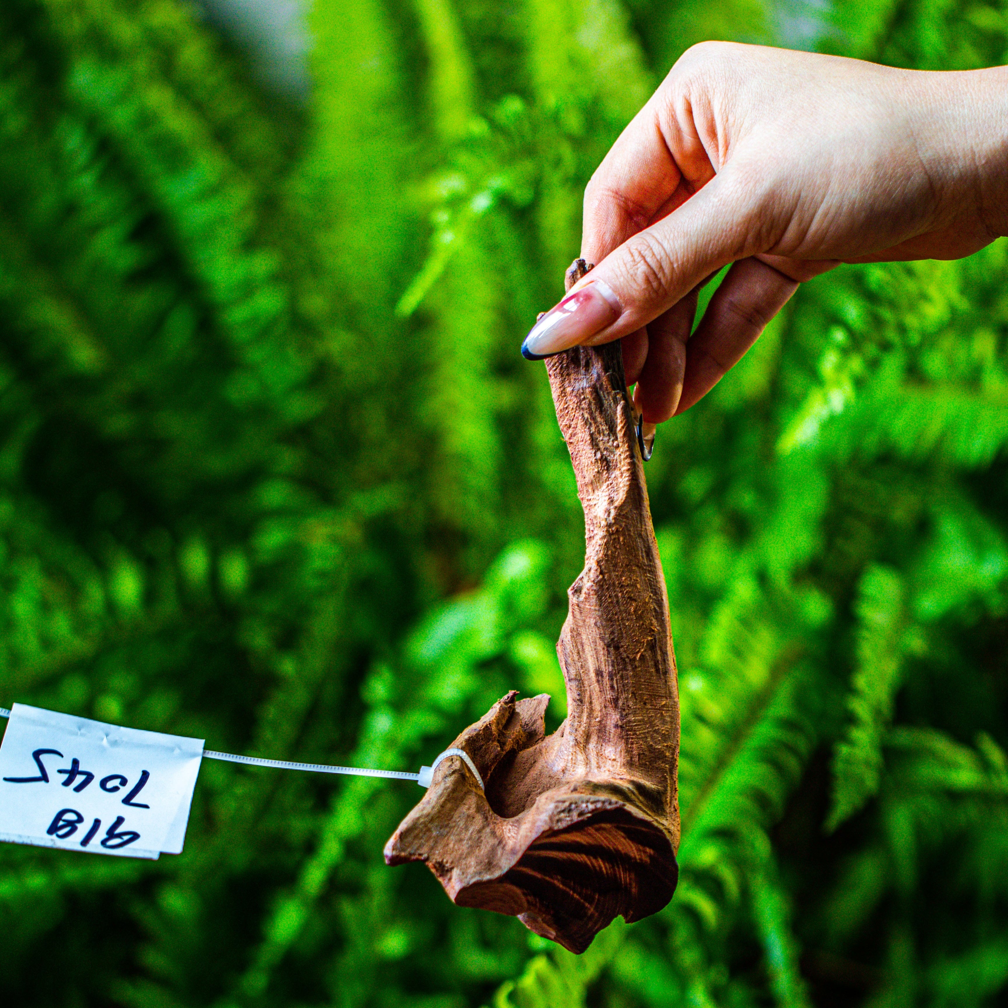 driftwood for moss terrarium, miniature, micro landscape, 7045 - NCYPgarden