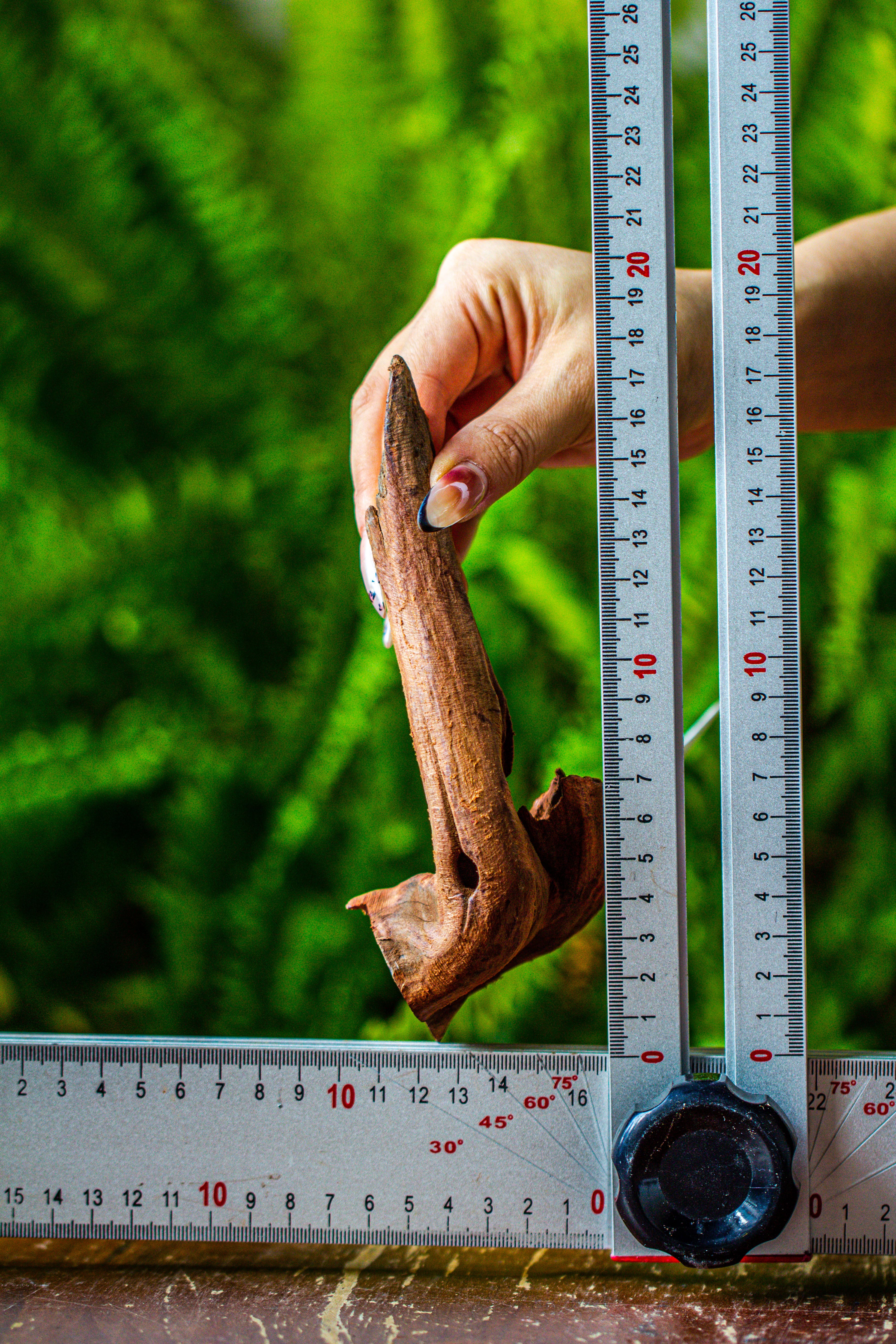 driftwood for moss terrarium, miniature, micro landscape, 7045 - NCYPgarden