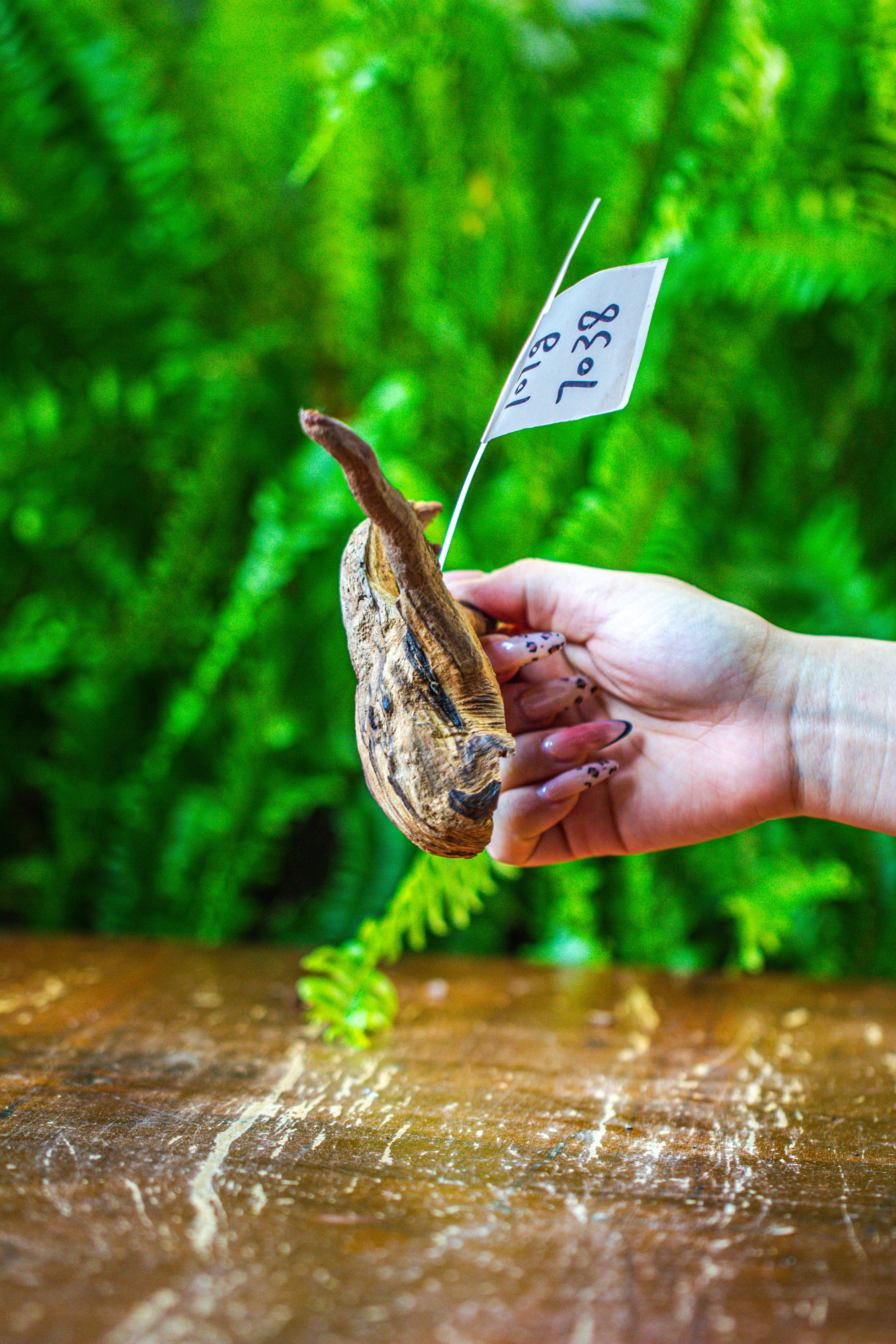 driftwood for moss terrarium, miniature, micro landscape, 7038 - NCYPgarden