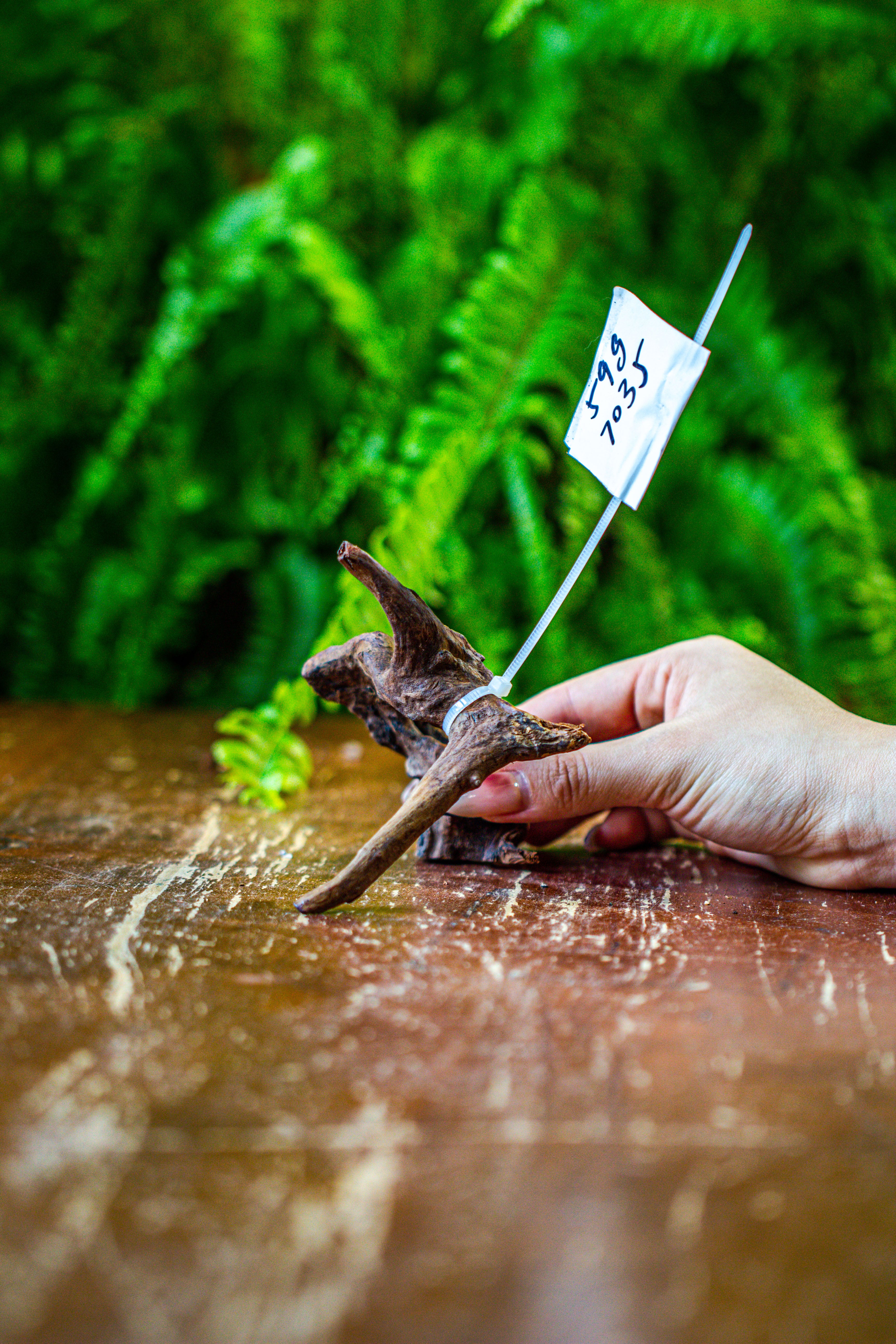 driftwood for moss terrarium, miniature, micro landscape, 7035 - NCYPgarden