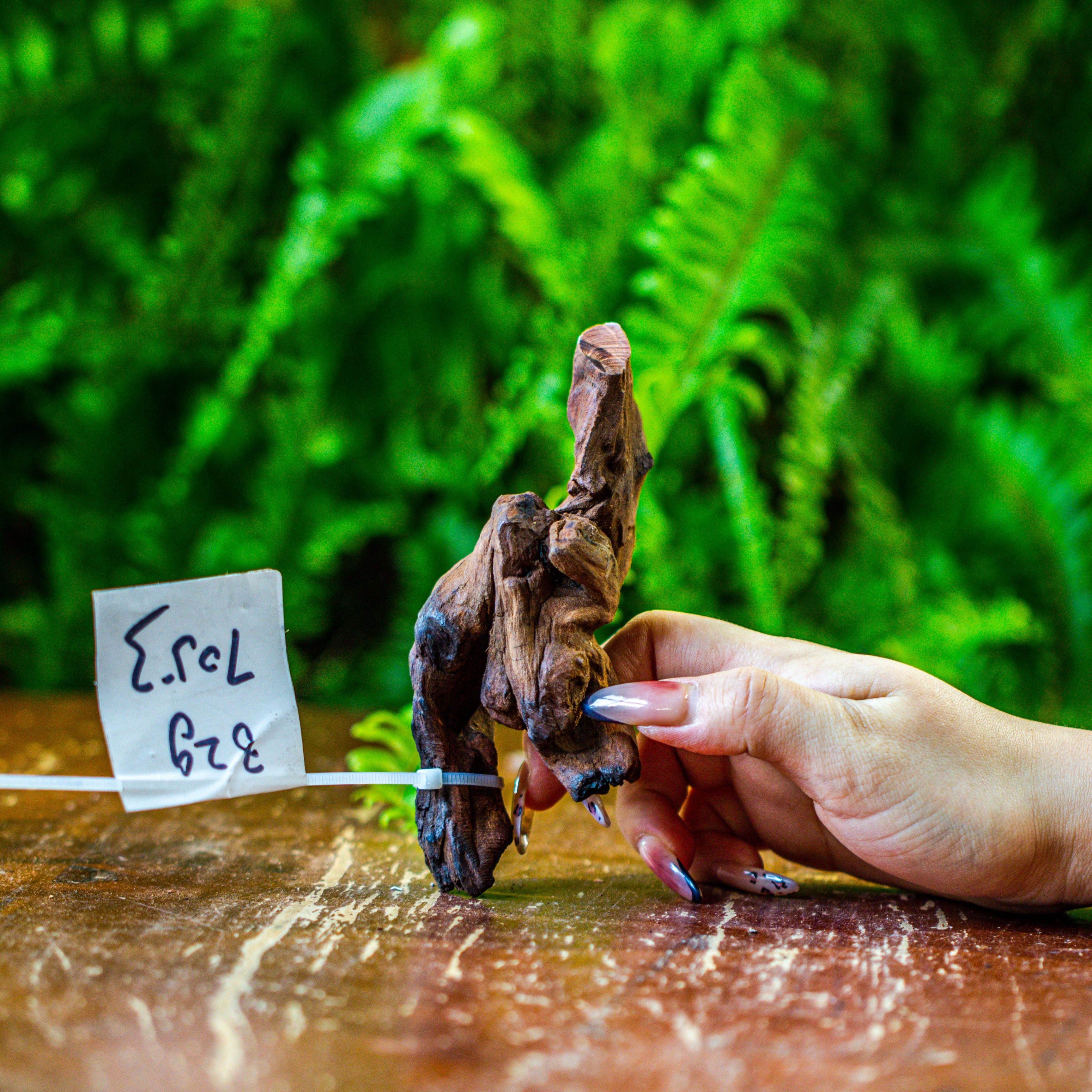 driftwood for moss terrarium, miniature, micro landscape, 7053 - NCYPgarden