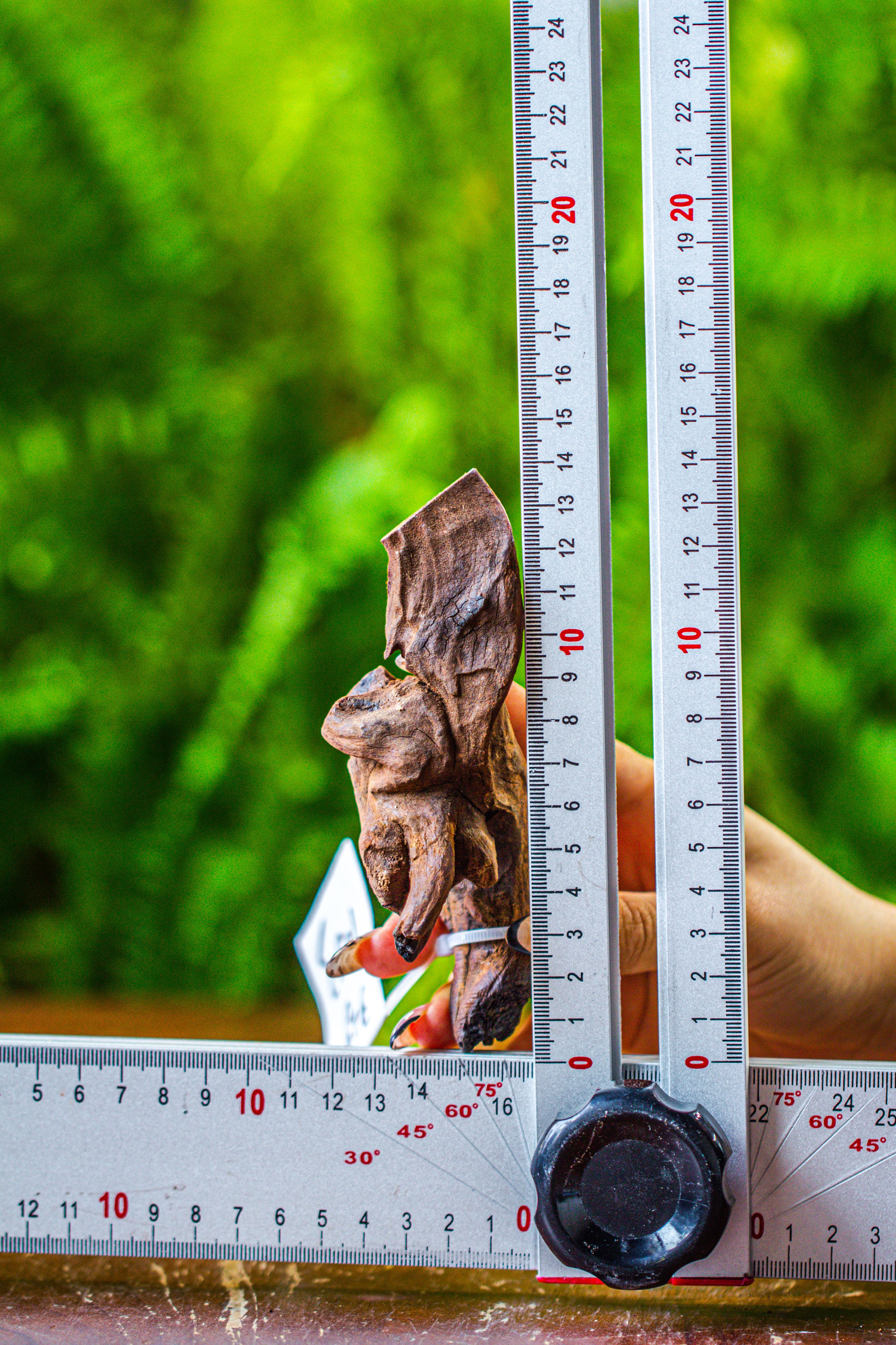 driftwood for moss terrarium, miniature, micro landscape, 7053 - NCYPgarden