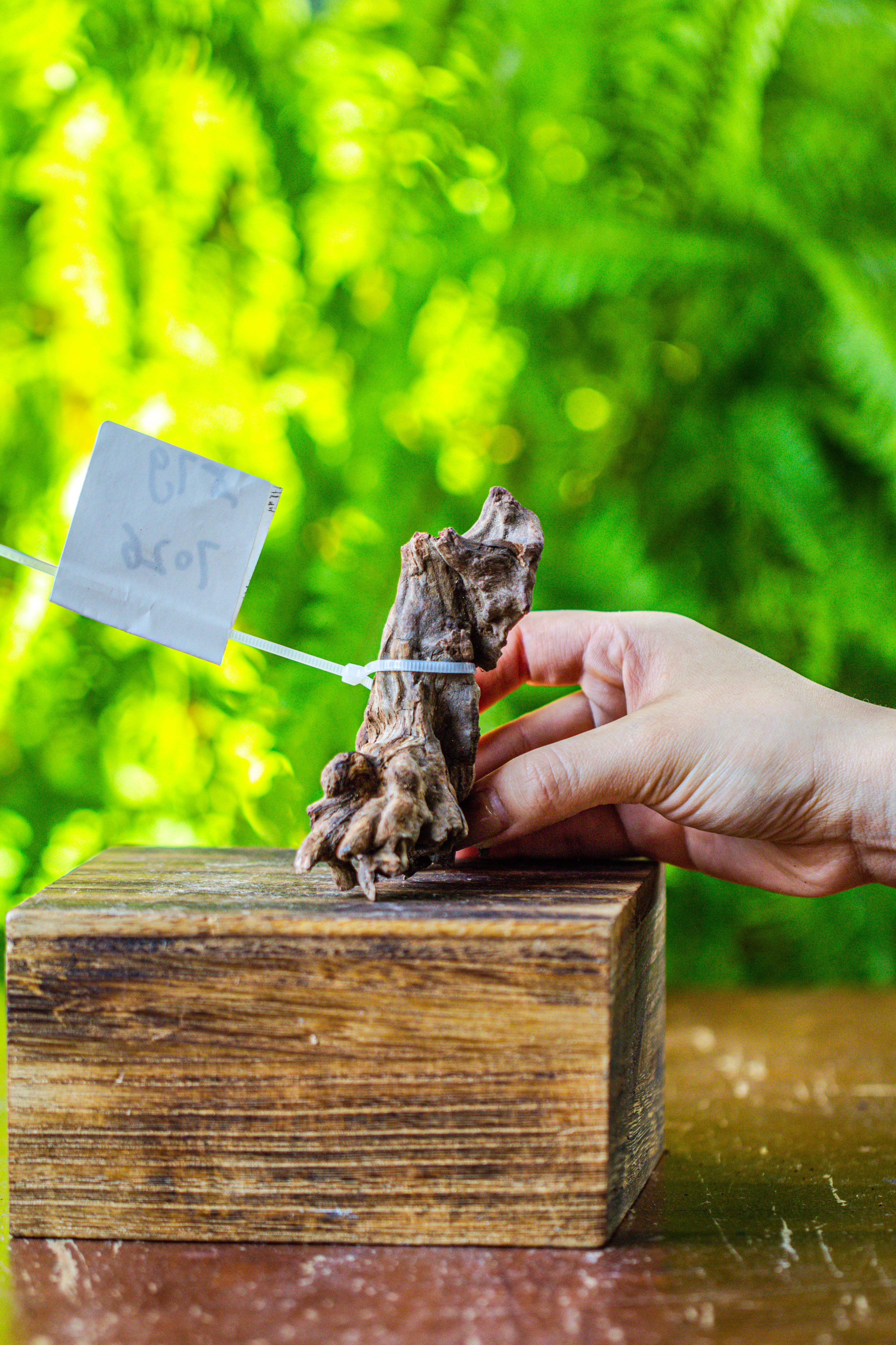 driftwood for moss terrarium, miniature, micro landscape, 7026 - NCYPgarden