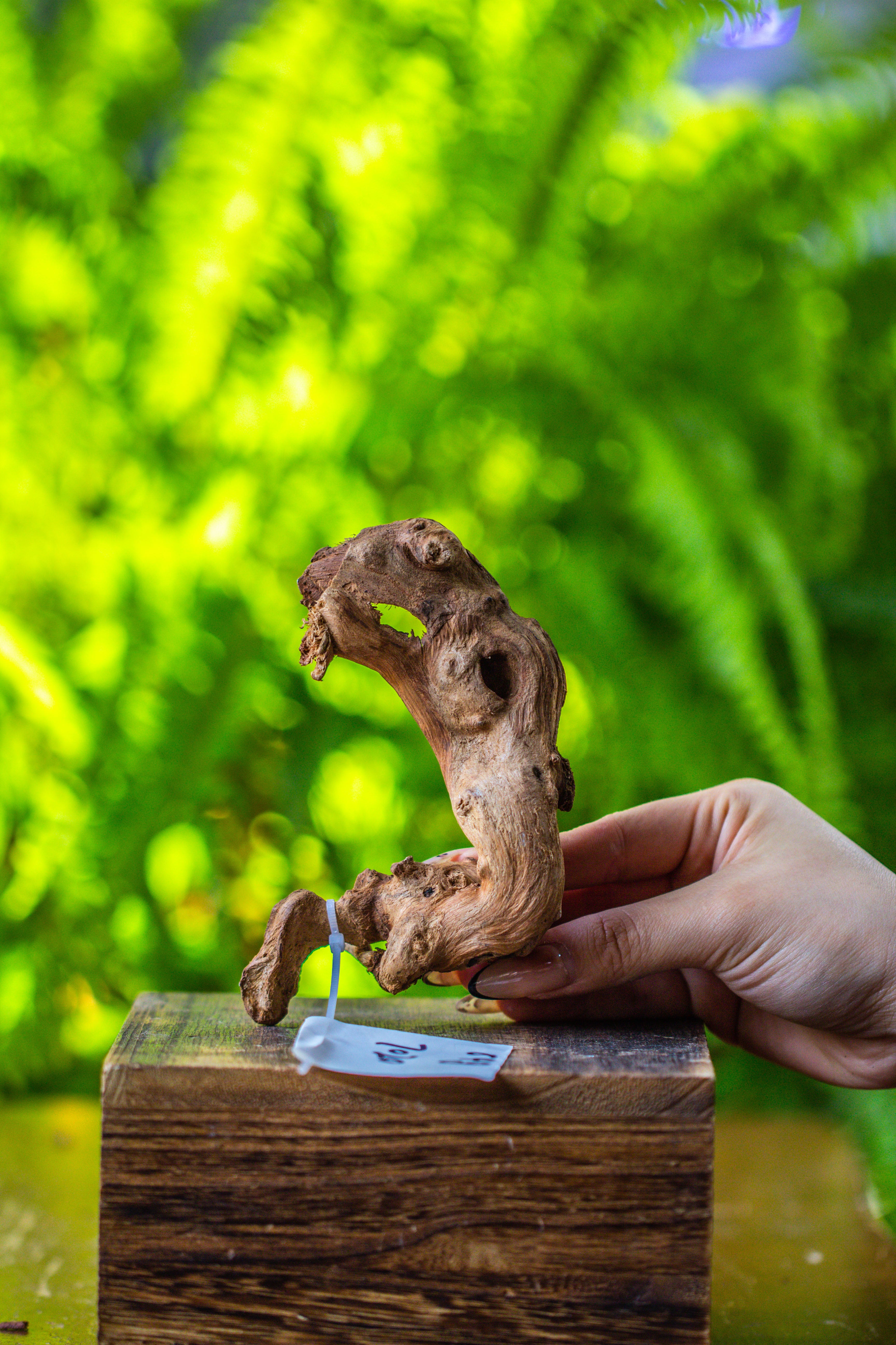 driftwood for moss terrarium, miniature, micro landscape, 7020 - NCYPgarden