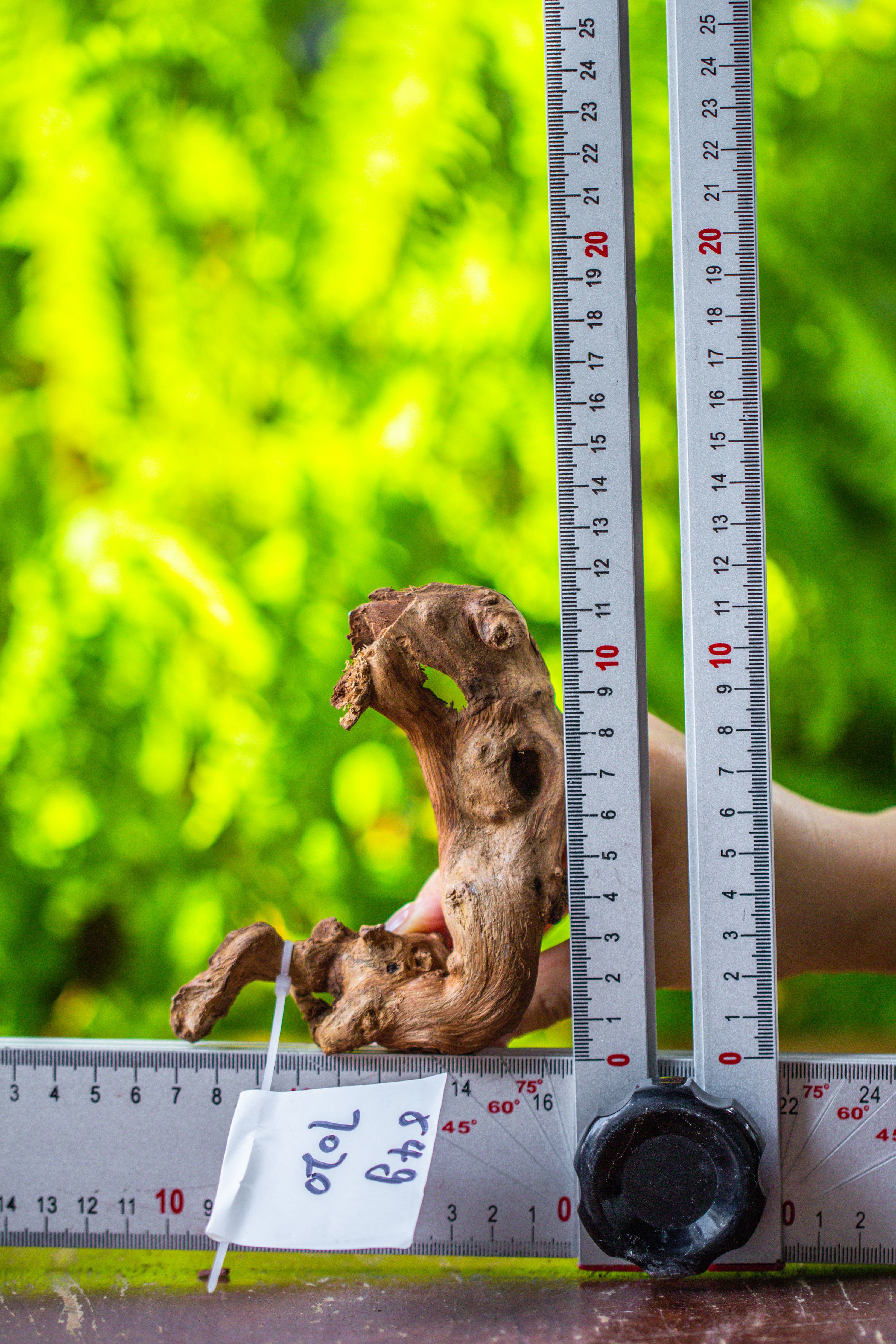 driftwood for moss terrarium, miniature, micro landscape, 7020 - NCYPgarden