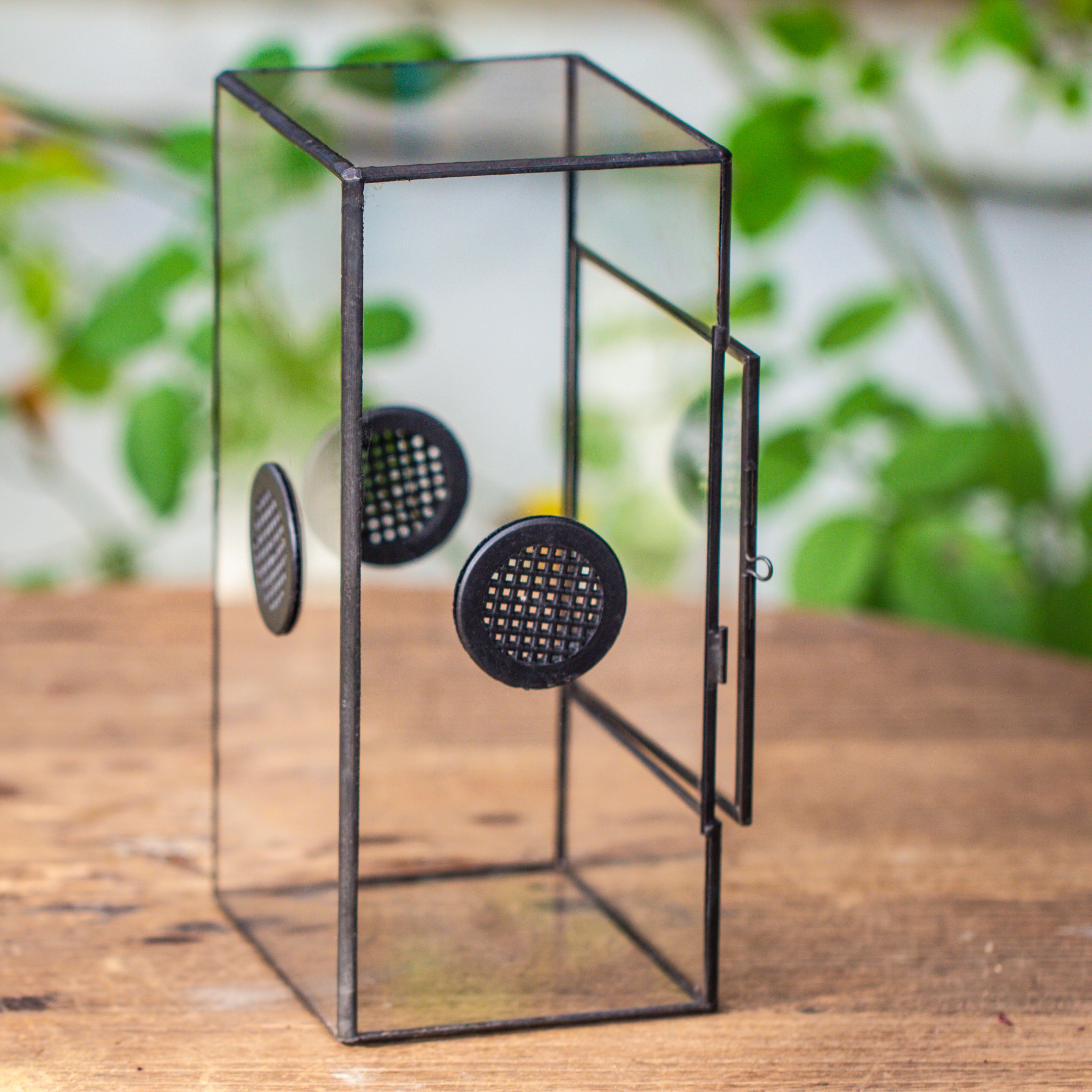 Glass Geometric Terrarium with Door Enclosure, Black Plastic Mesh Vent for Insects, Snail, Jumping Spider, Plants Not Included - NCYPgarden
