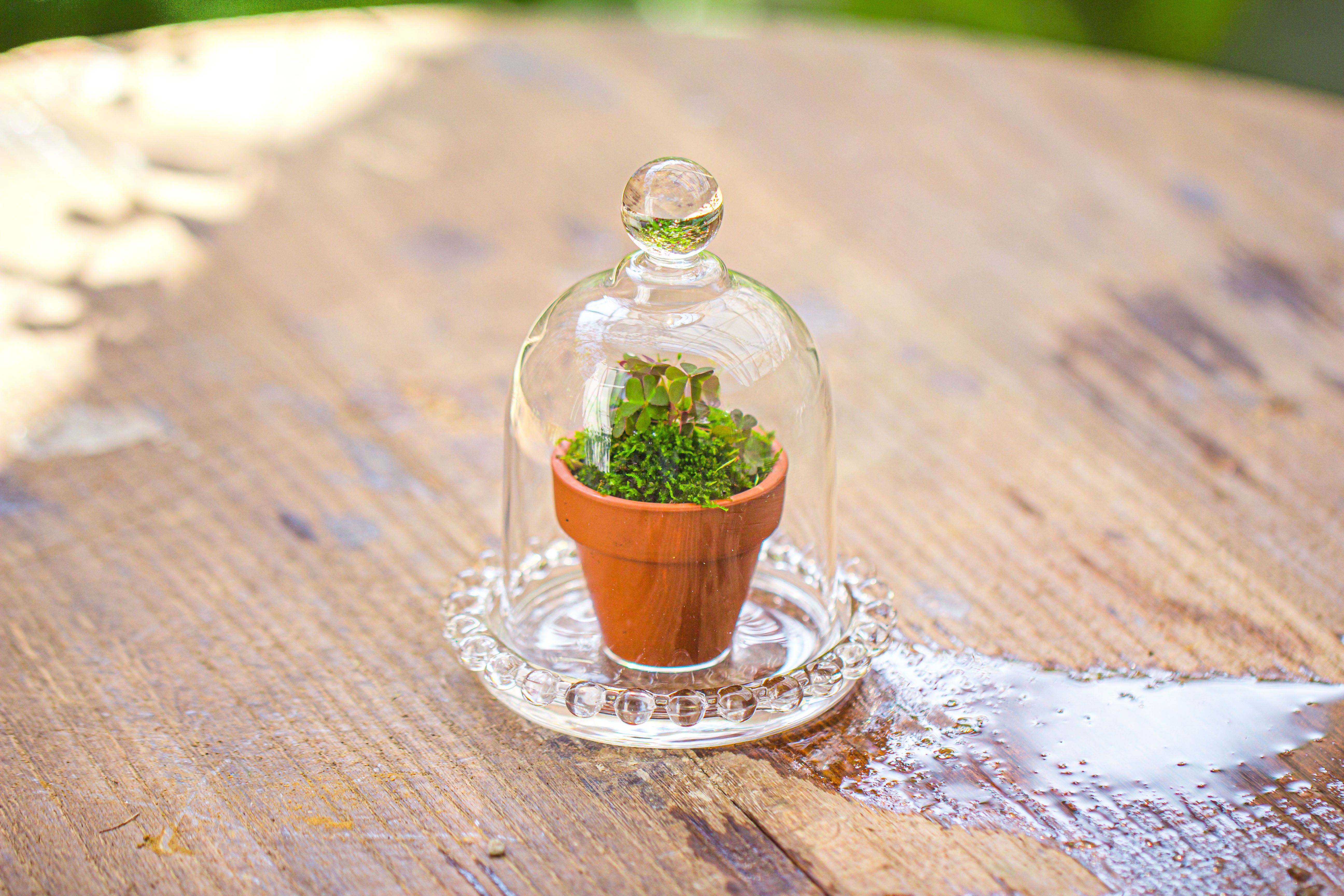 mini bell shape glass cloche dome with beaded decorative base 9.5x14cm - NCYPgarden