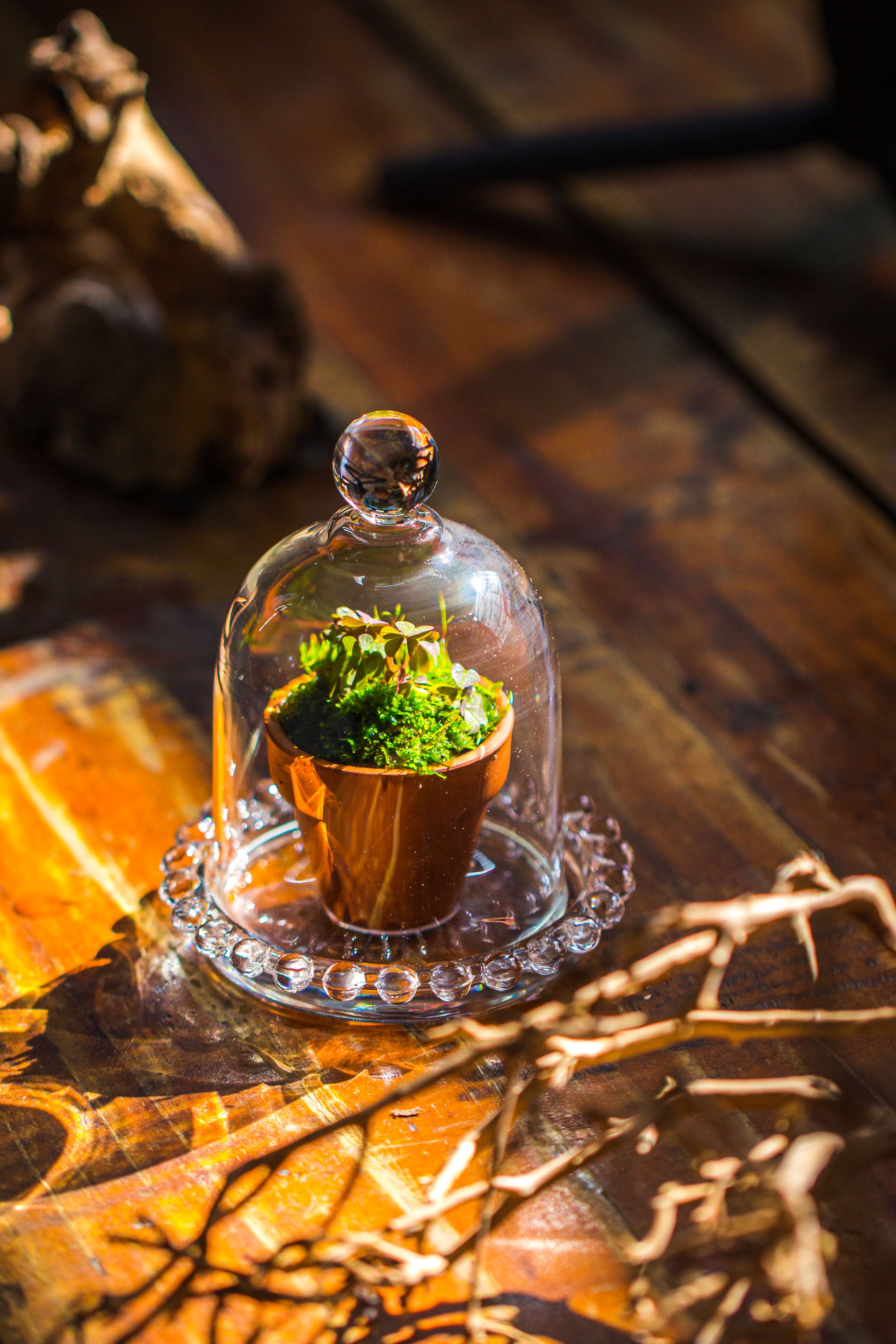 mini bell shape glass cloche dome with beaded decorative base 9.5x14cm - NCYPgarden