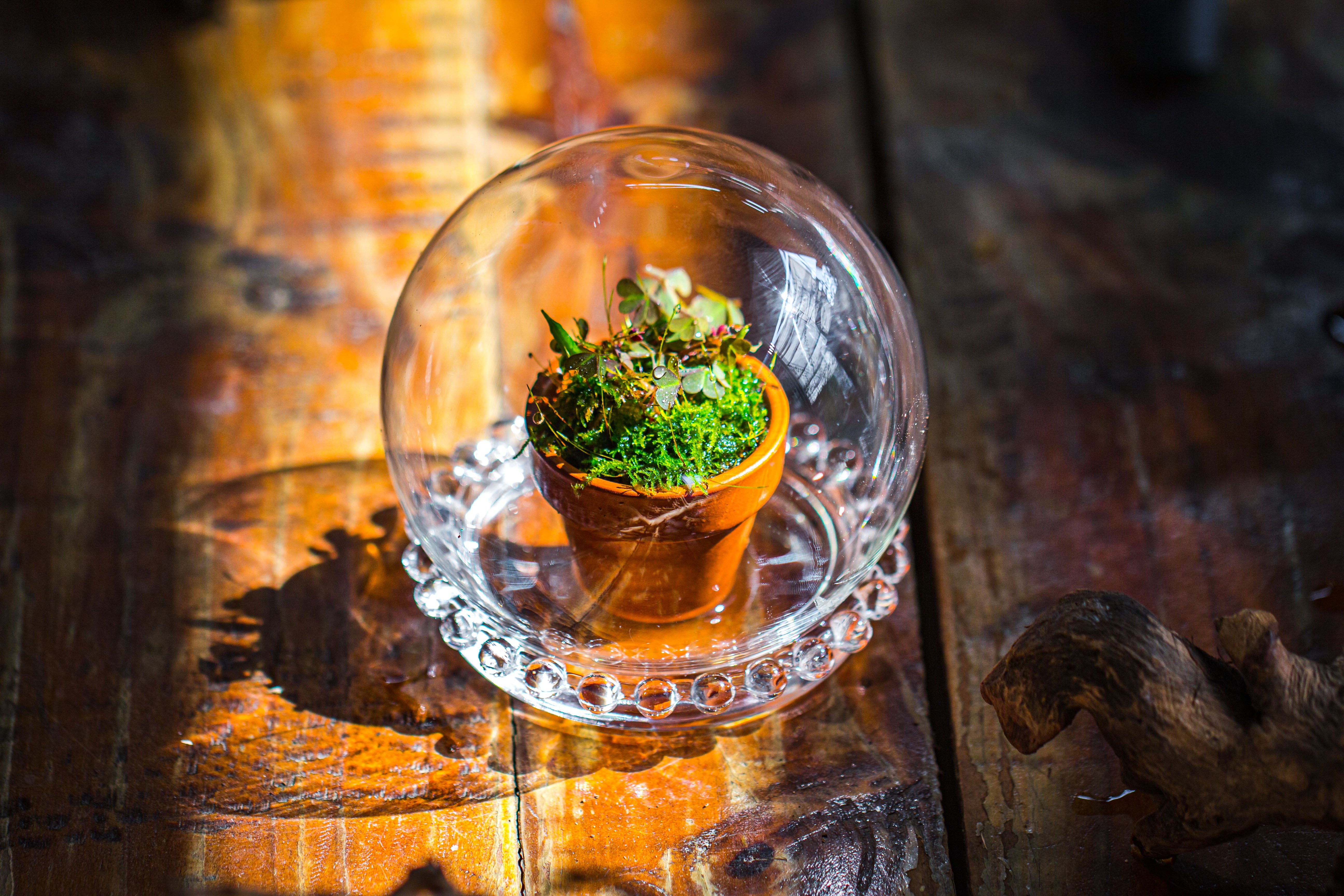 mini glass globe cloche with decorative beaded base 9.5x10.8cm - NCYPgarden