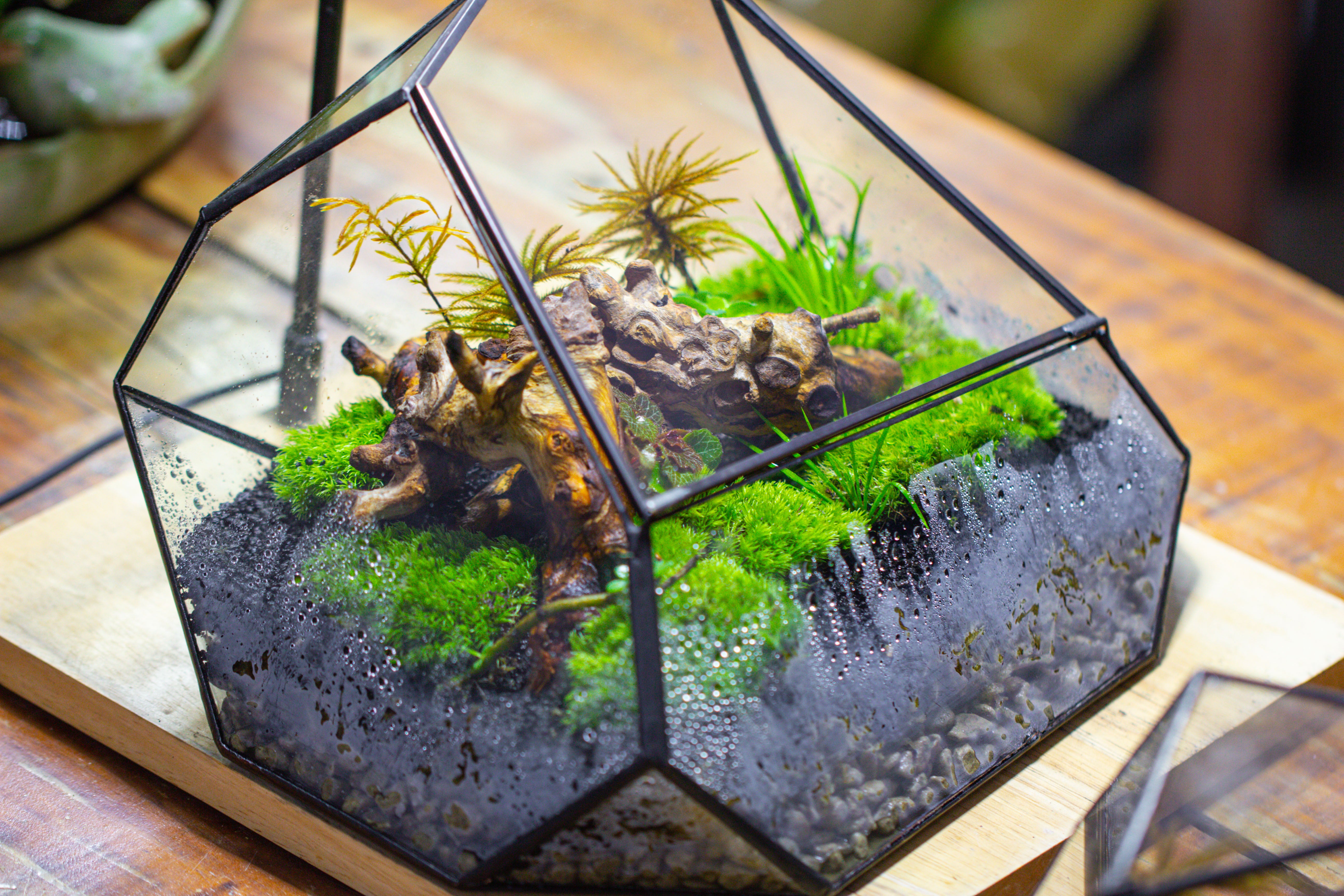 Irregular geometric rock shape glass and tin terrarium, for moss - NCYPgarden