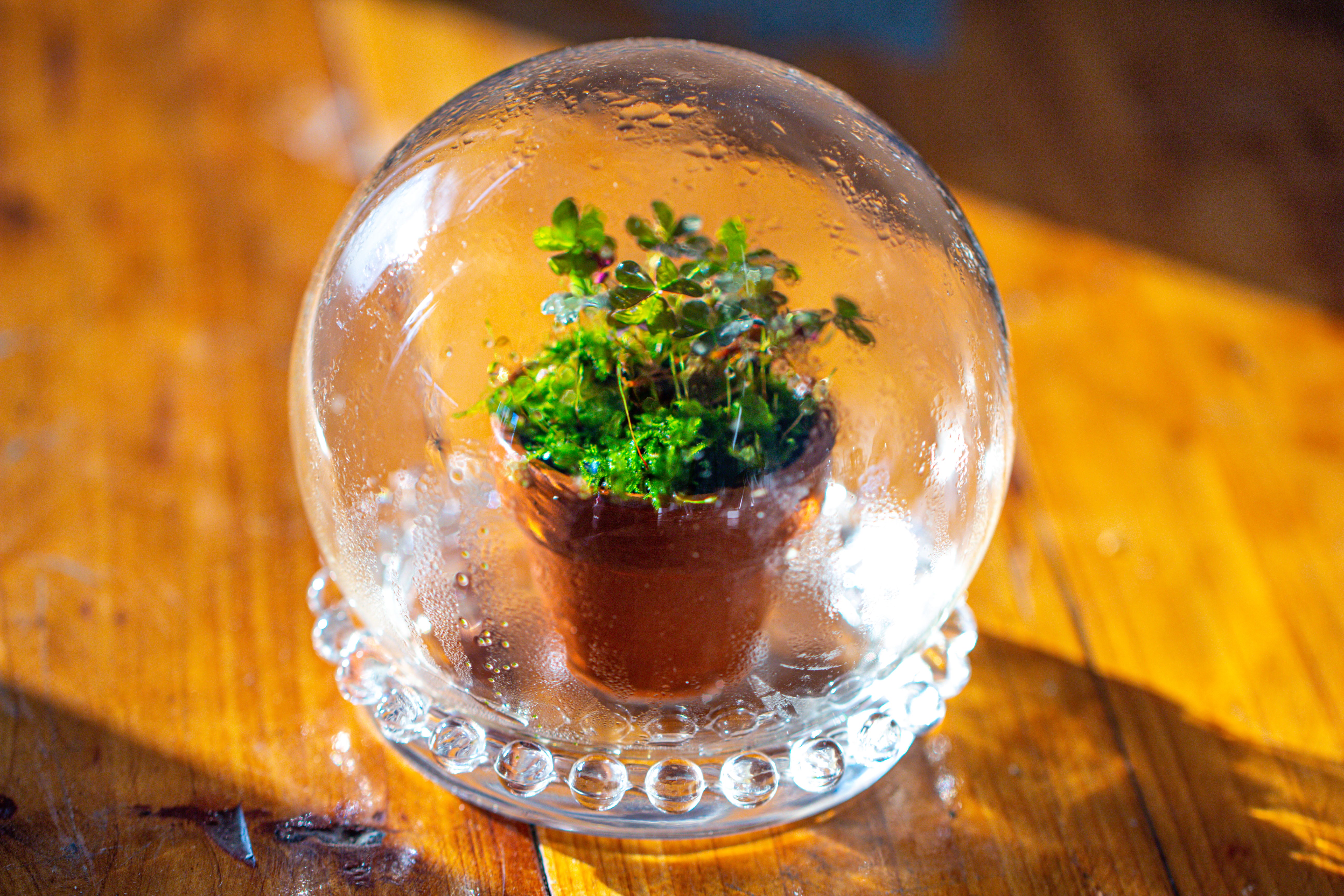 20 units Mini Red Terracotta Pot for Succulents & Moss – 4cm Height, 4.8cm Diameter - NCYPgarden