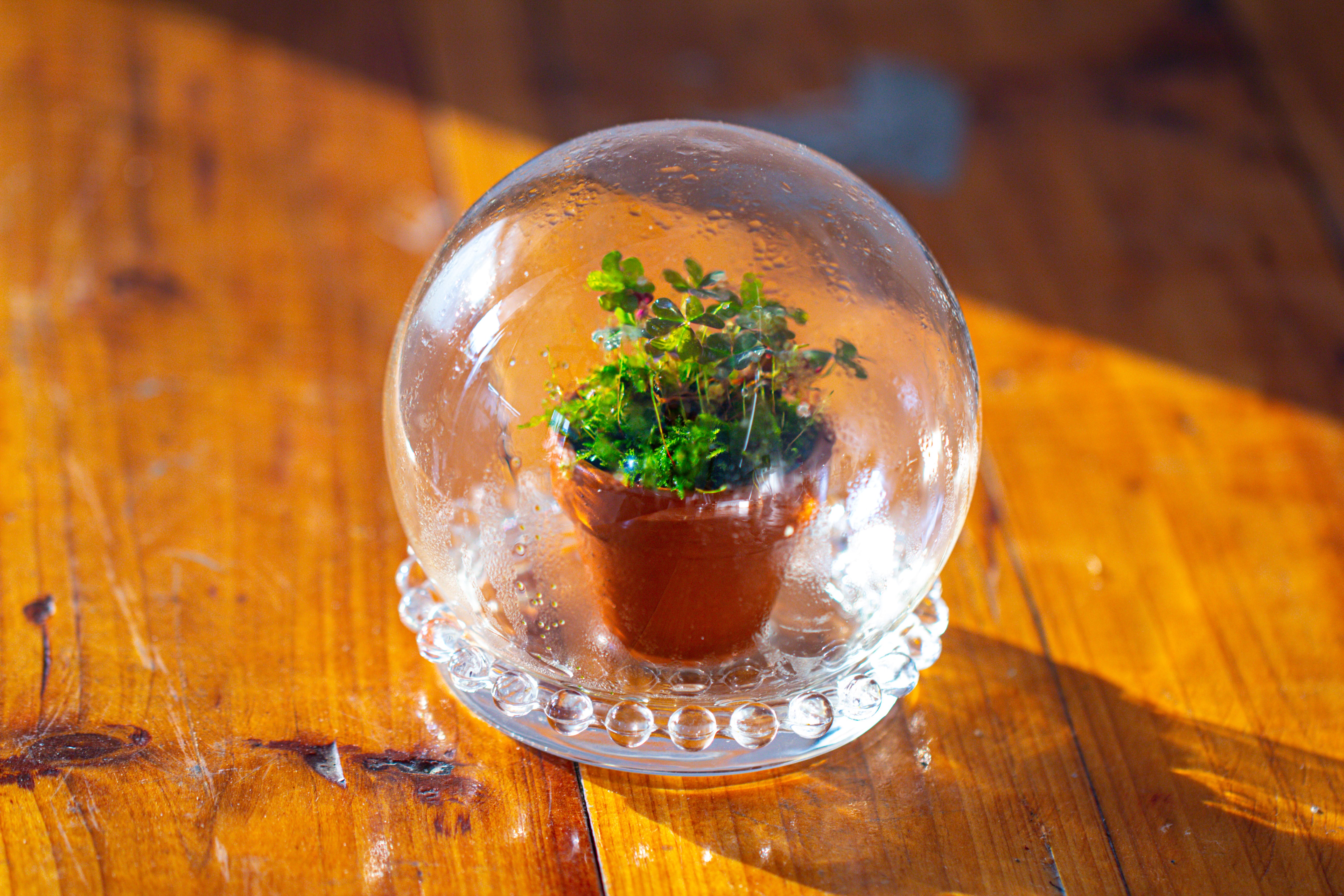 mini glass globe cloche with decorative beaded base 9.5x10.8cm - NCYPgarden