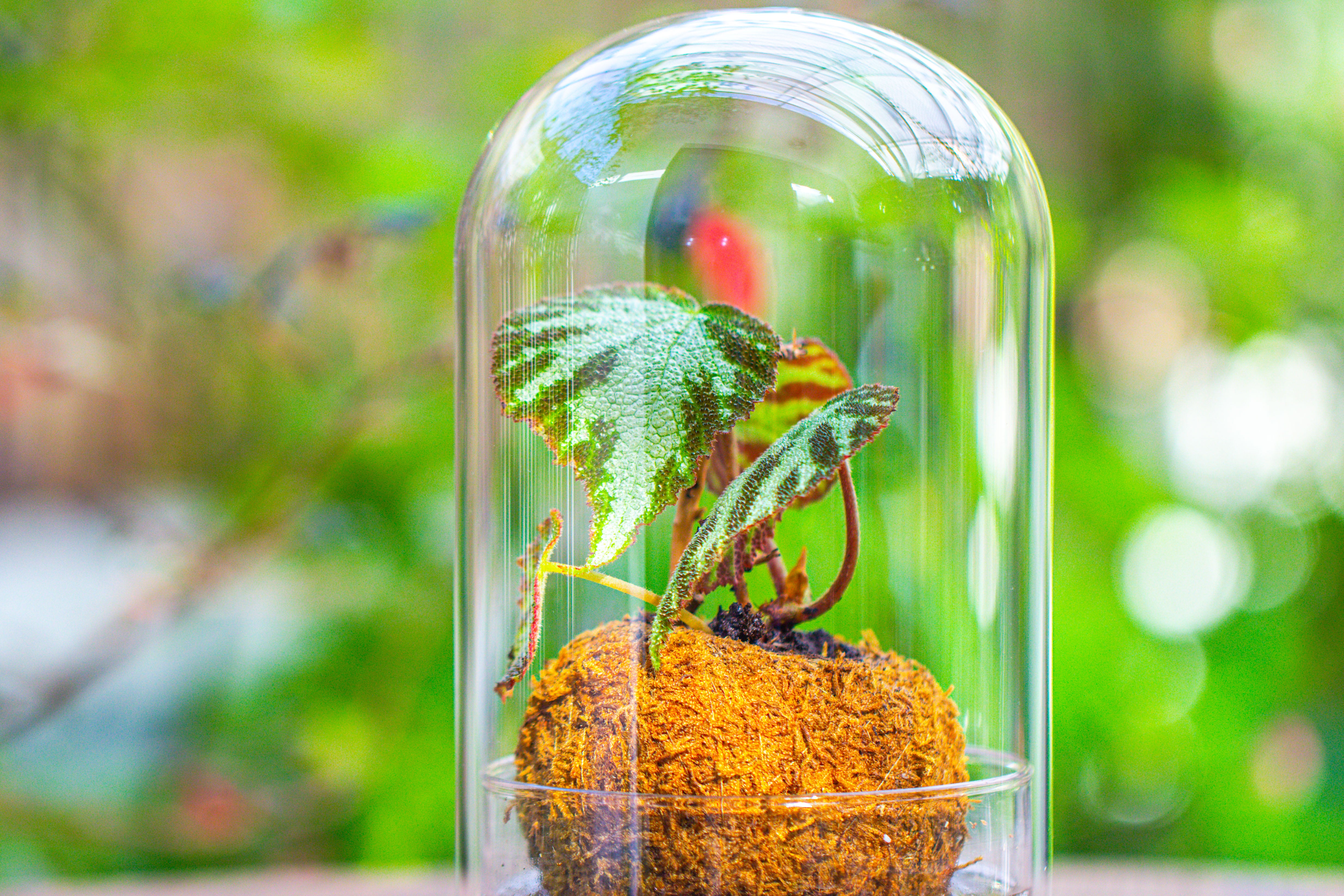 Glass Dome Cloche Set with Air Hole - 5.9 x 5.9 x 8.2" Indoor, suitable for southern, tropical area - NCYPgarden