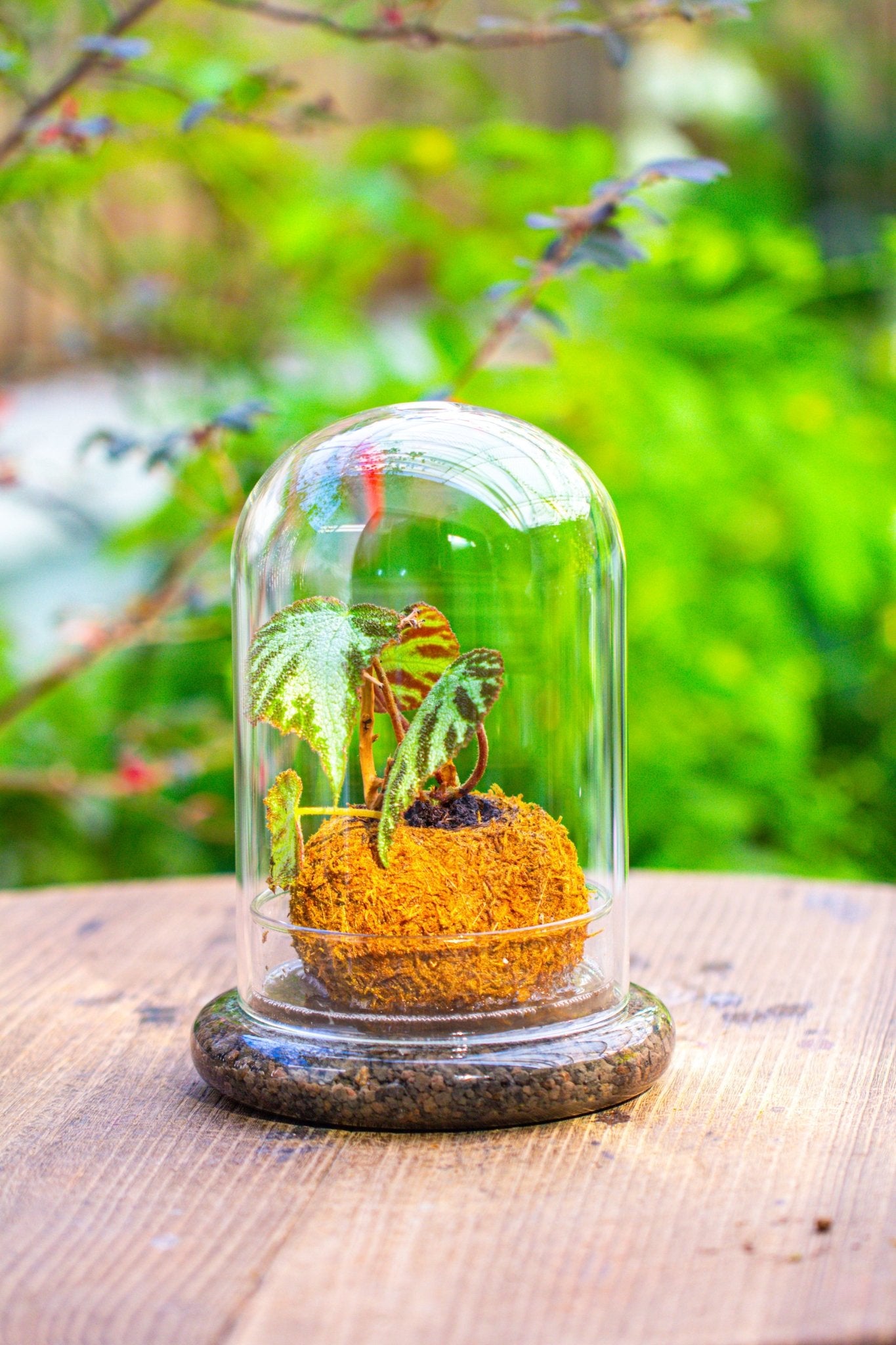 indoor plant cloche Glass Dome Cloche Set with Air Hole