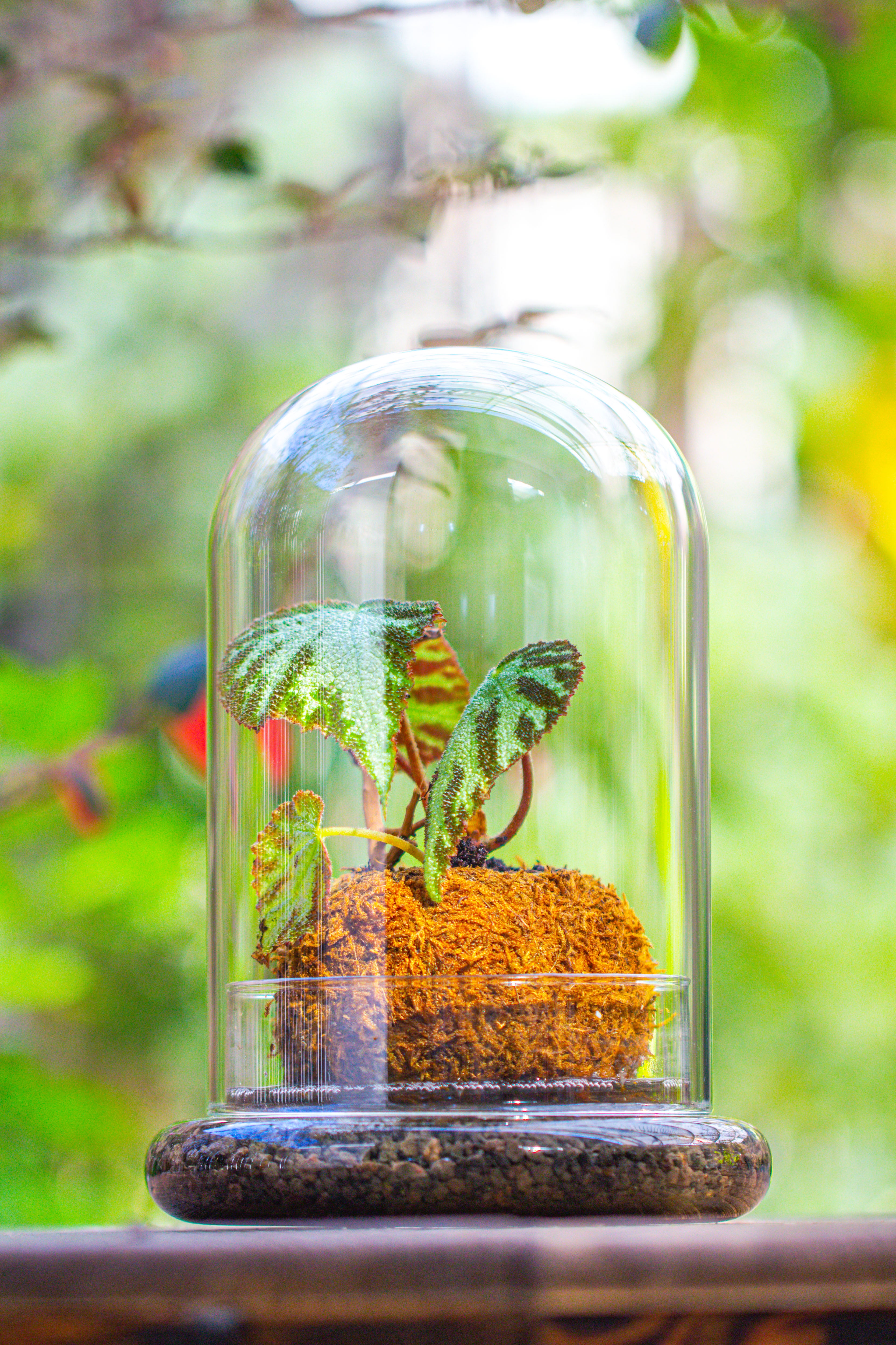 Glass Dome Cloche Set with Air Hole - 5.9 x 5.9 x 8.2" Indoor, suitable for southern, tropical area - NCYPgarden