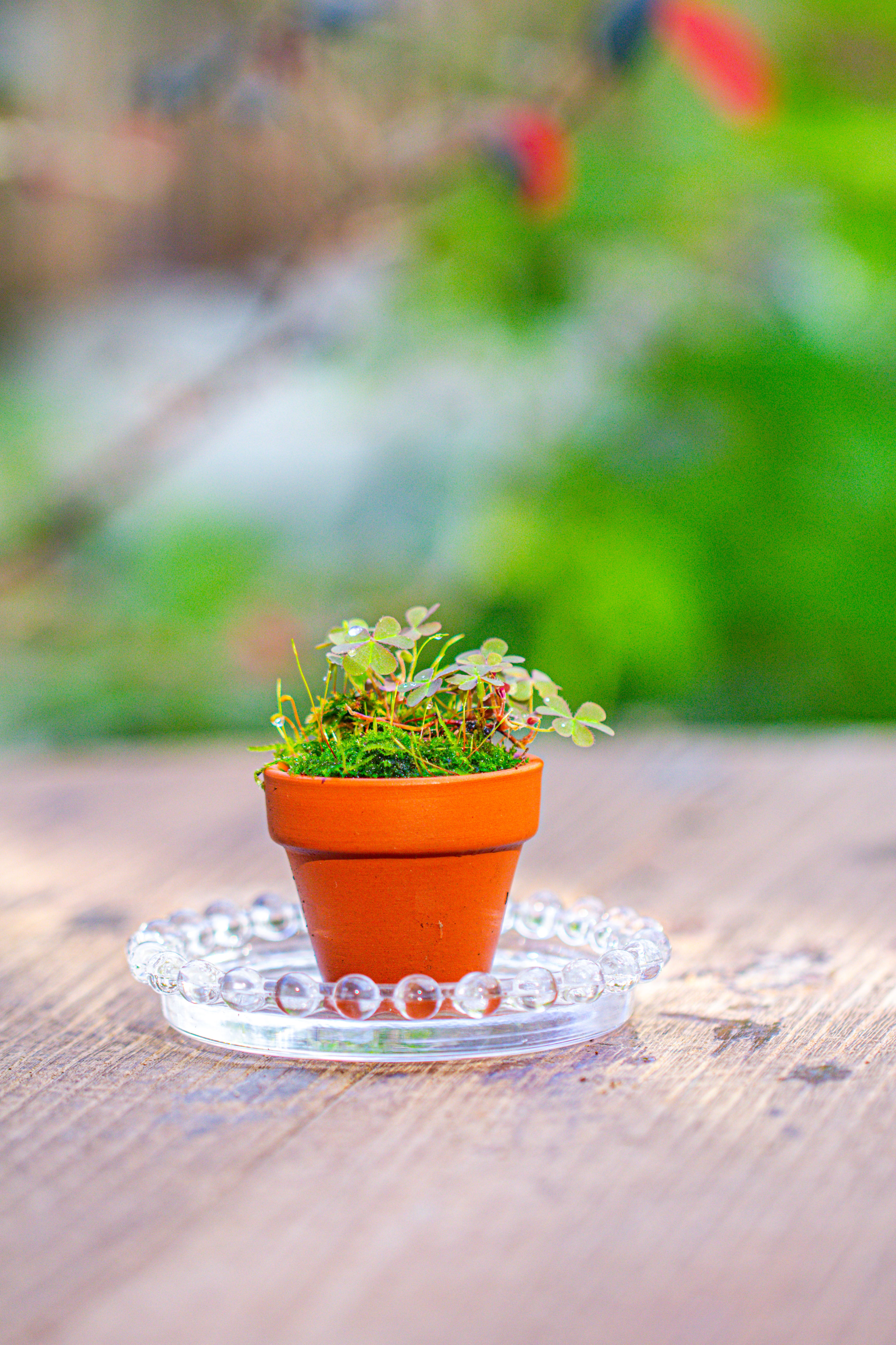 mini glass globe cloche with decorative beaded base 9.5x10.8cm - NCYPgarden