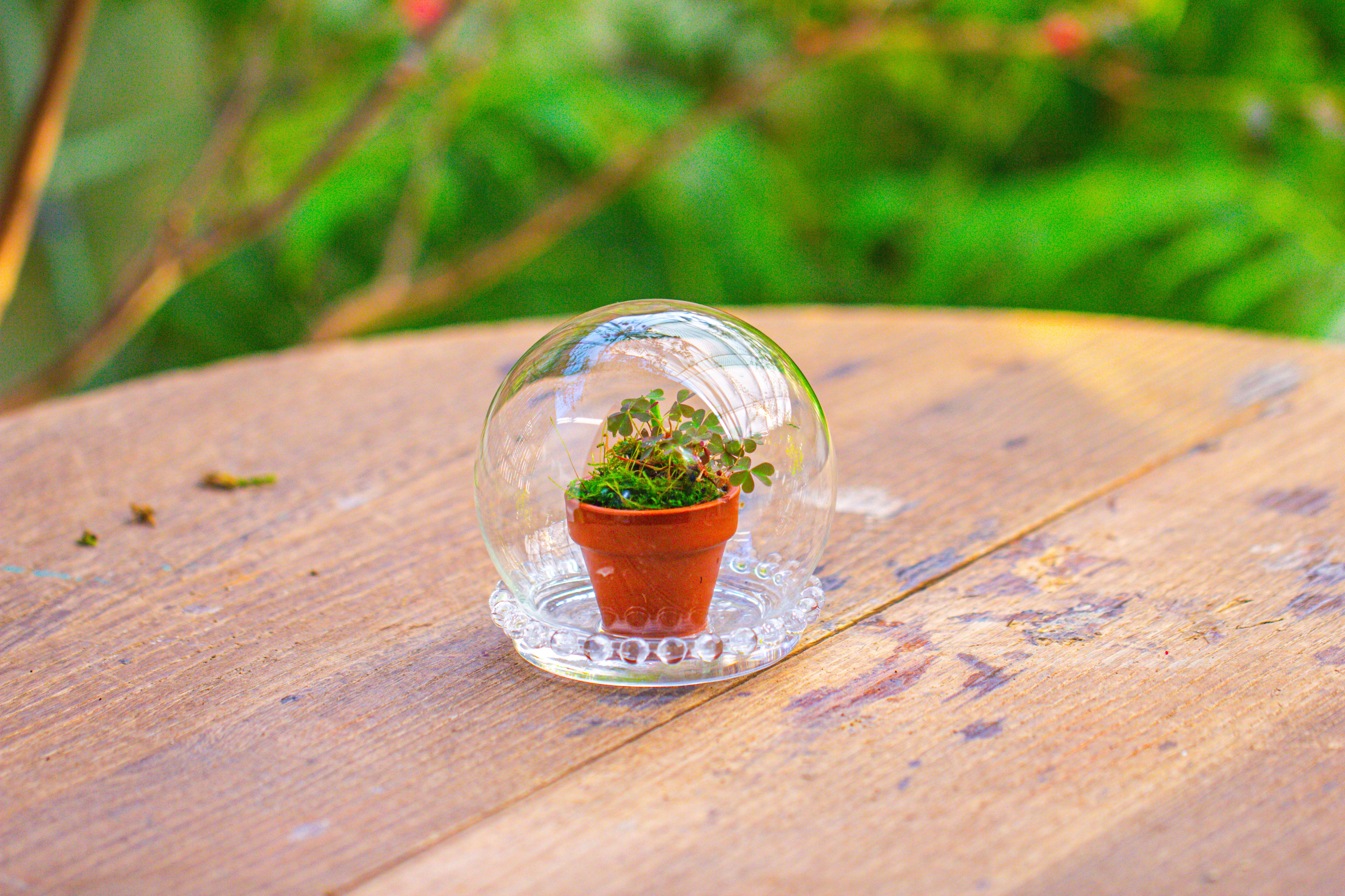 mini glass globe cloche with decorative beaded base 9.5x10.8cm - NCYPgarden