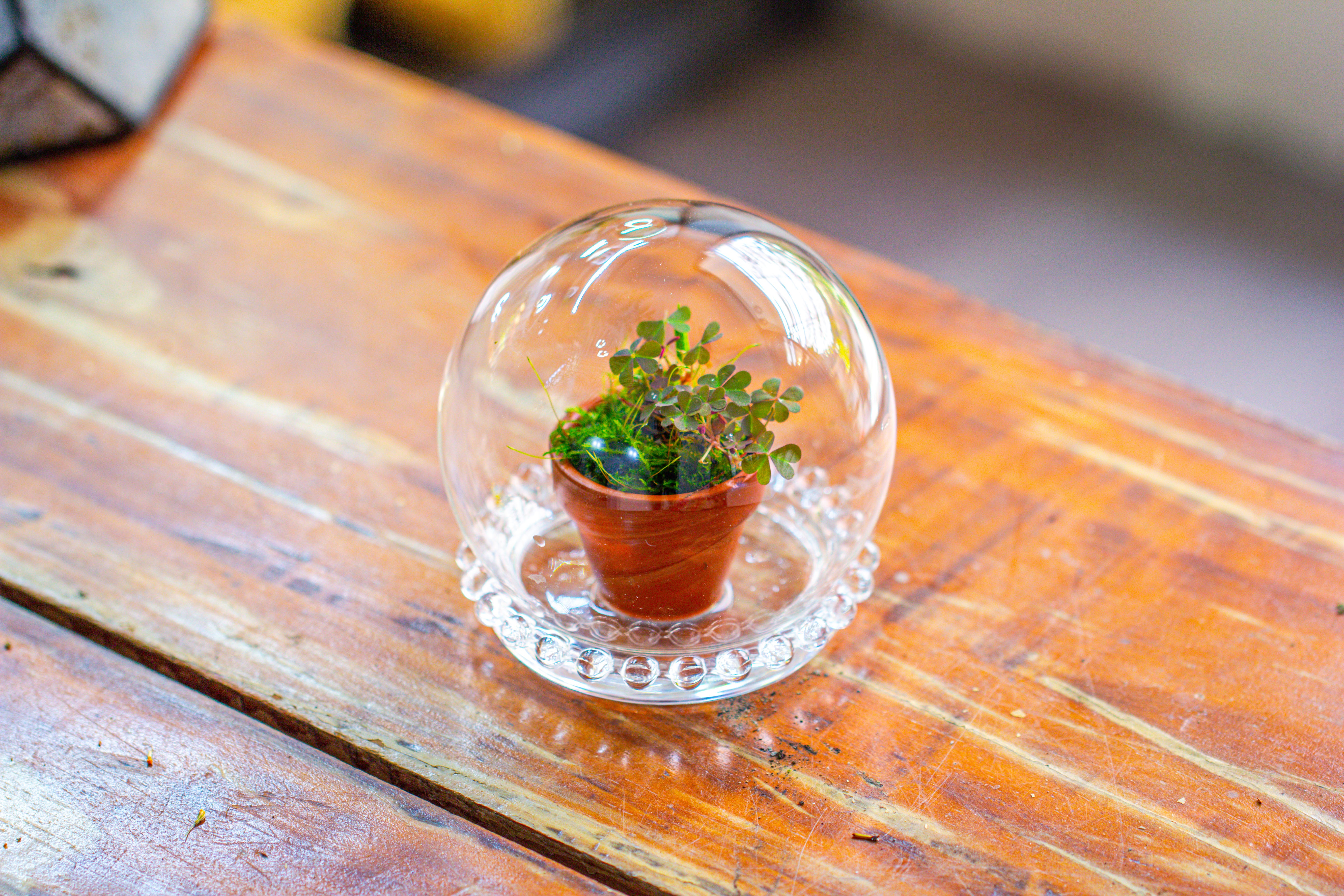 mini glass globe cloche with decorative beaded base 9.5x10.8cm - NCYPgarden