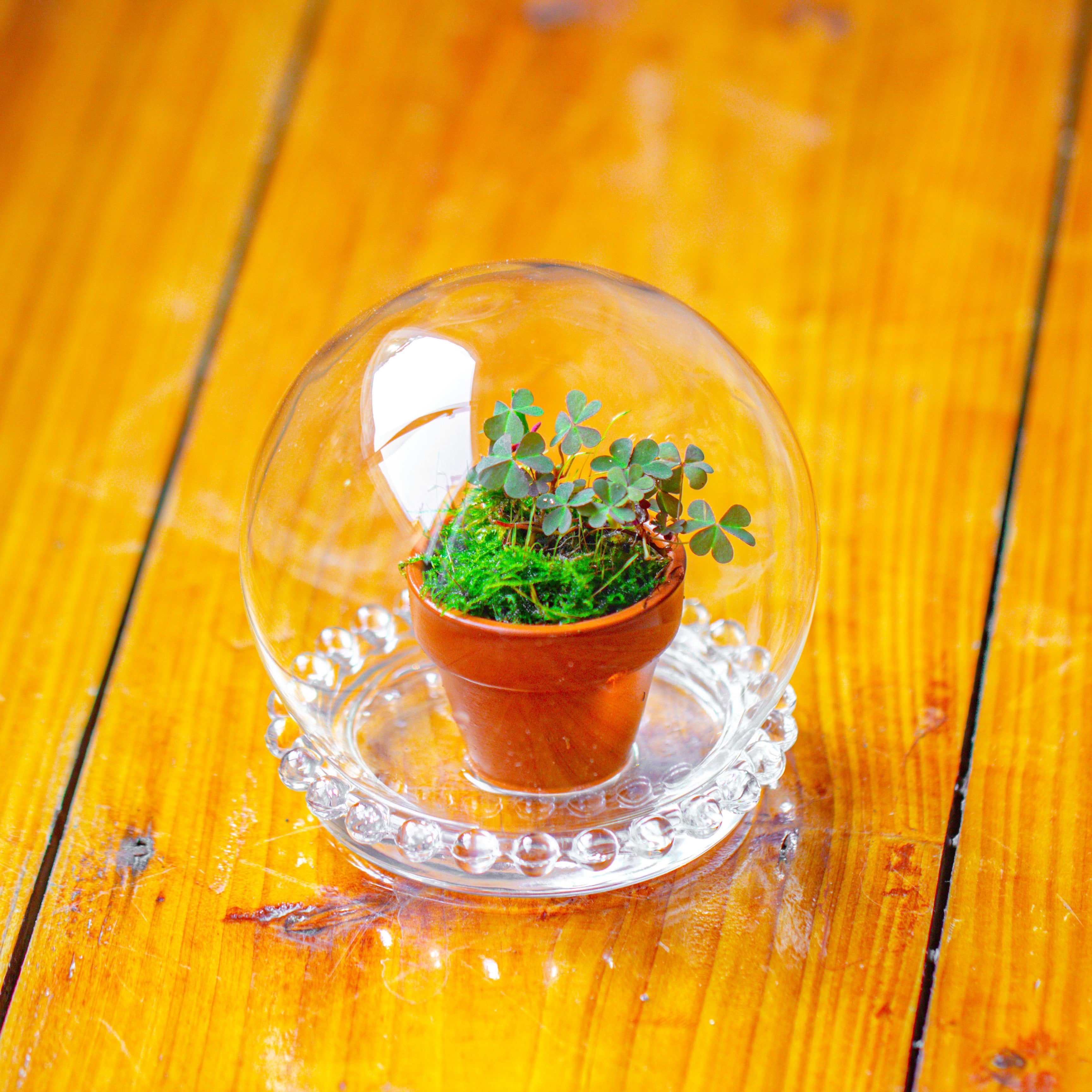 mini glass globe cloche with decorative beaded base 9.5x10.8cm - NCYPgarden